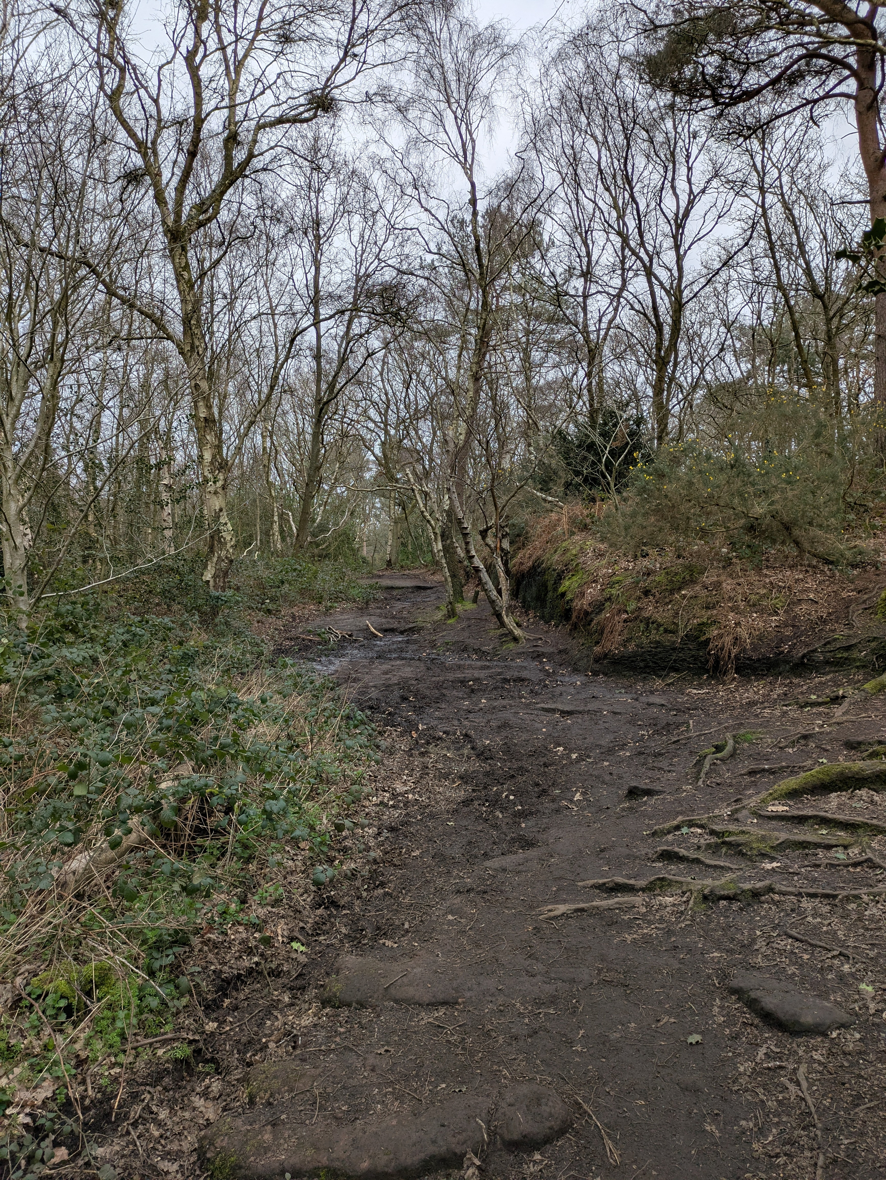 A muddy forest path winds through leafless trees and dense underbrush.