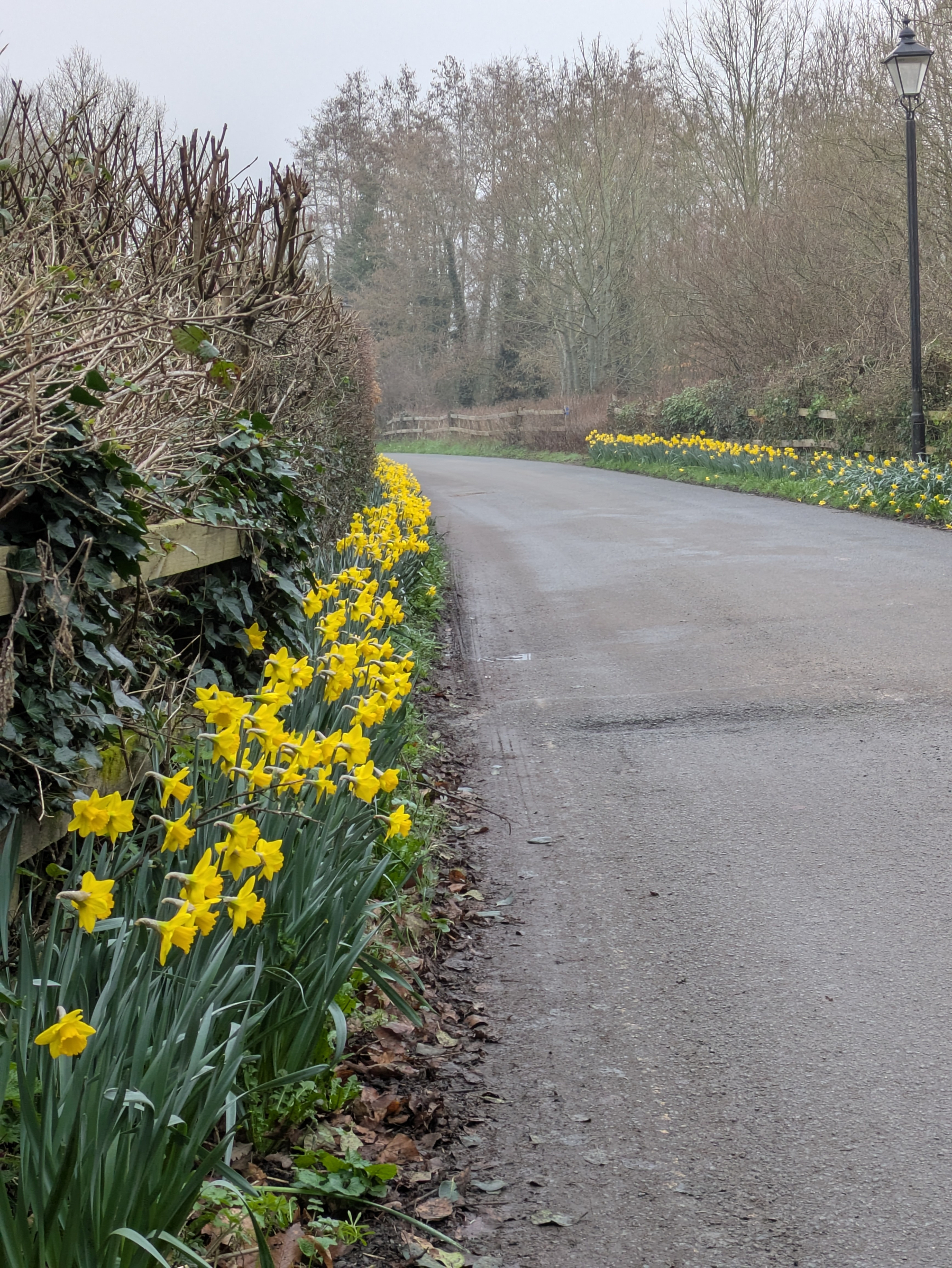 A gentle country road is flanked by blooming yellow daffodils and hedges on a cloudy day.