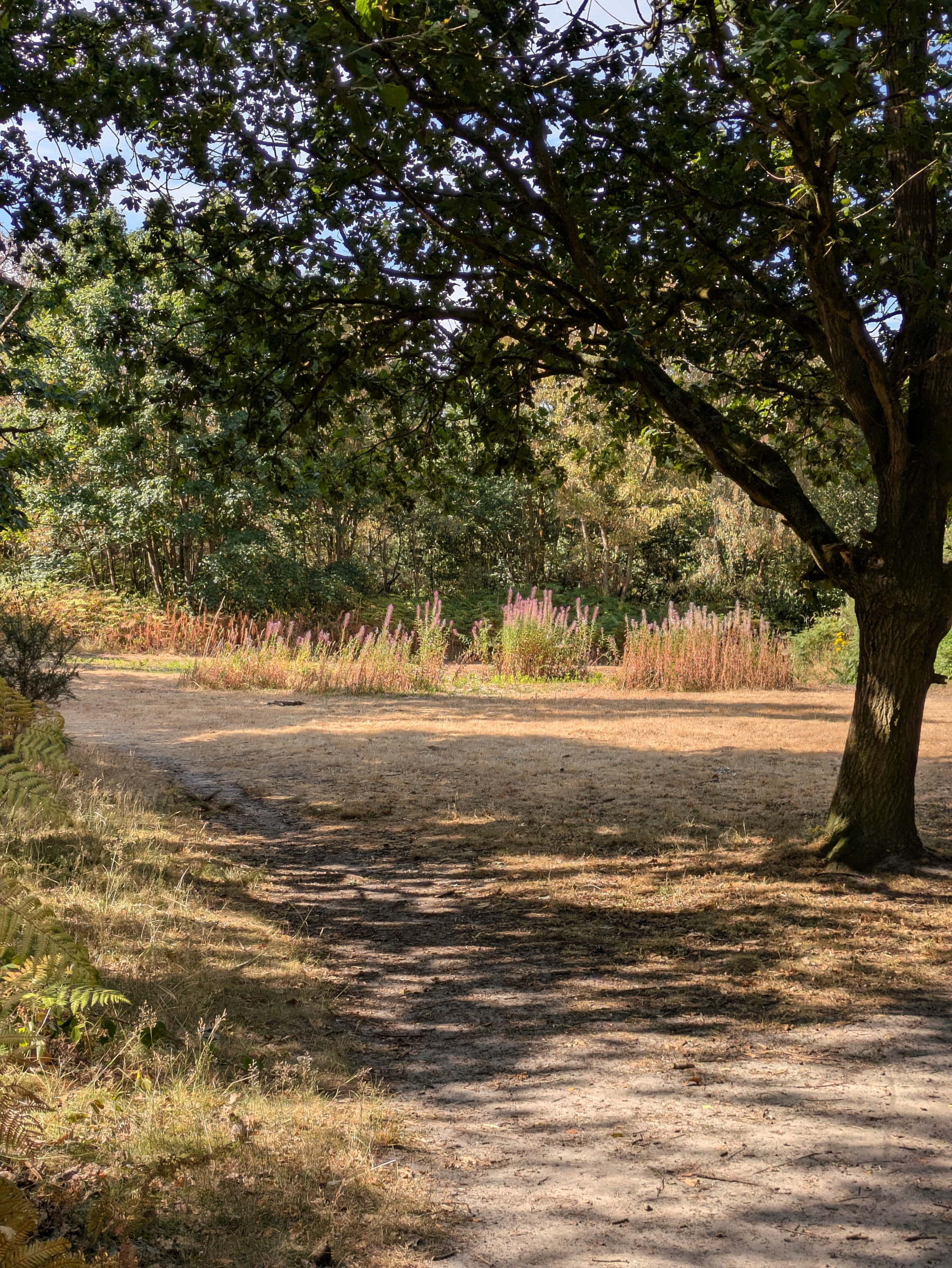 A shaded dirt path runs beneath a large tree, leading to a sunlit clearing with tall grasses and wildflowers.