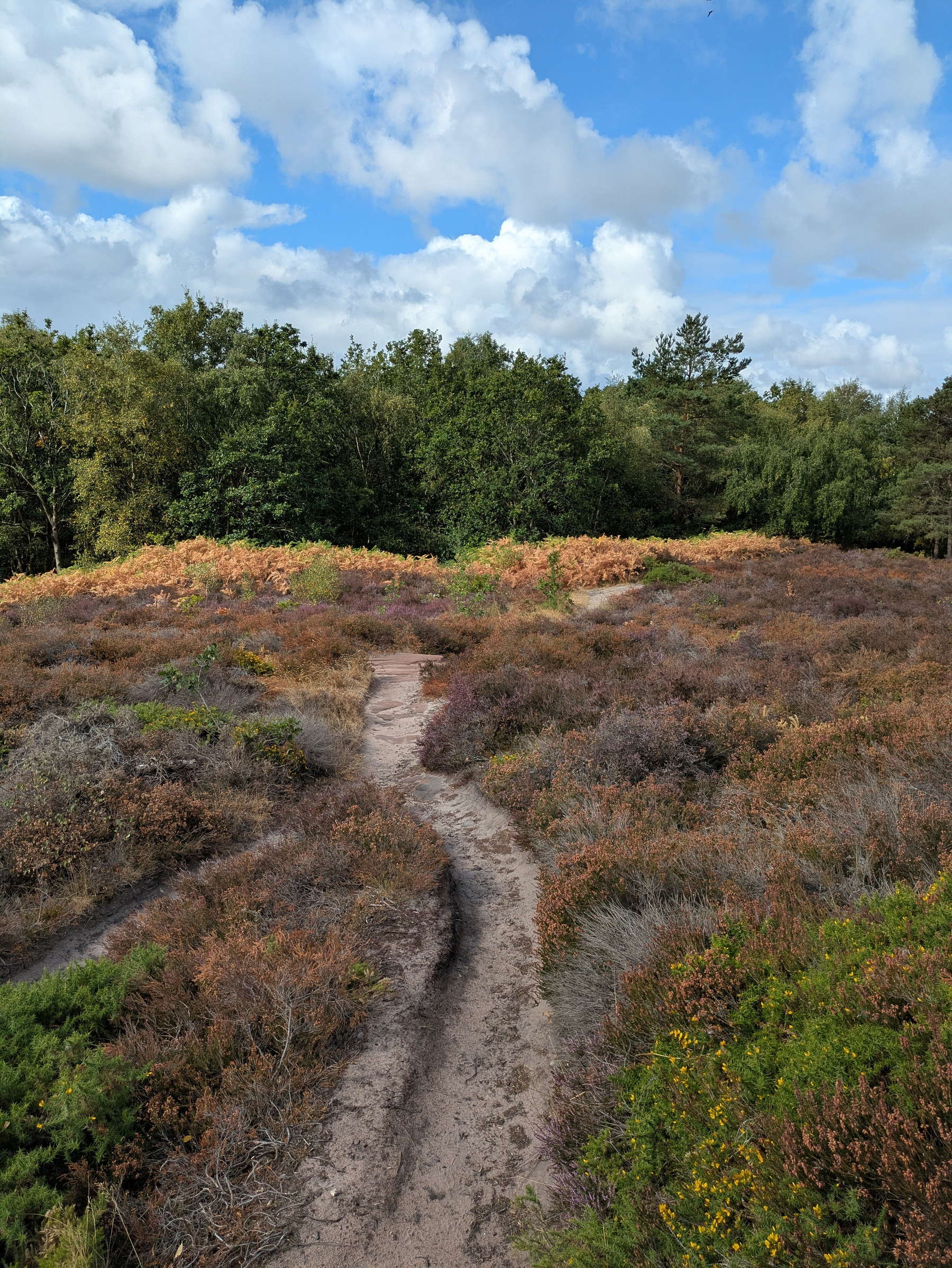 A narrow dirt path winds through a landscape of purple and brown heather with green trees under a partly cloudy blue sky.