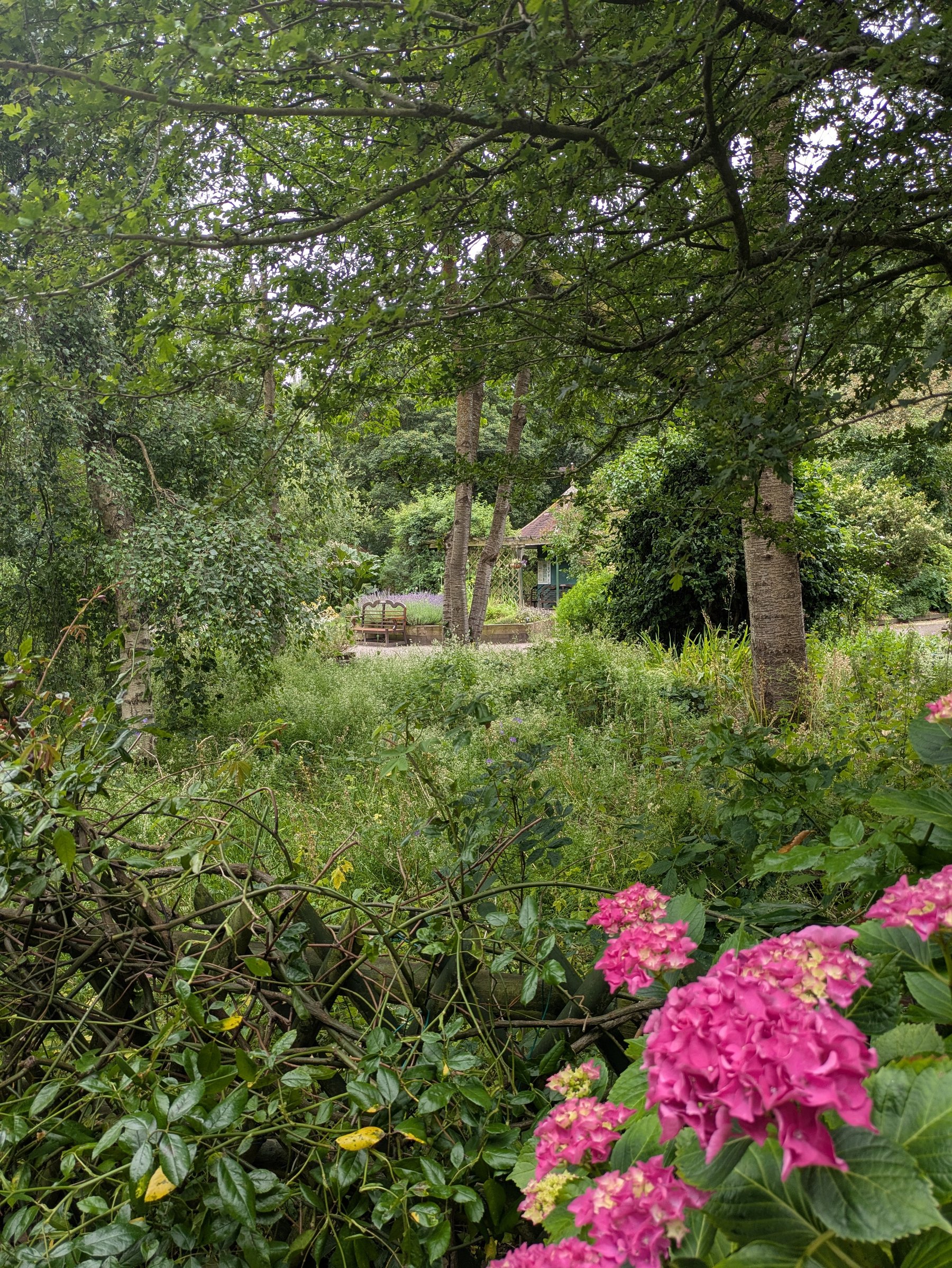 A lush garden scene features vibrant pink flowers in the foreground, dense greenery, and a glimpse of a rustic wooden bench and house partially hidden by trees.