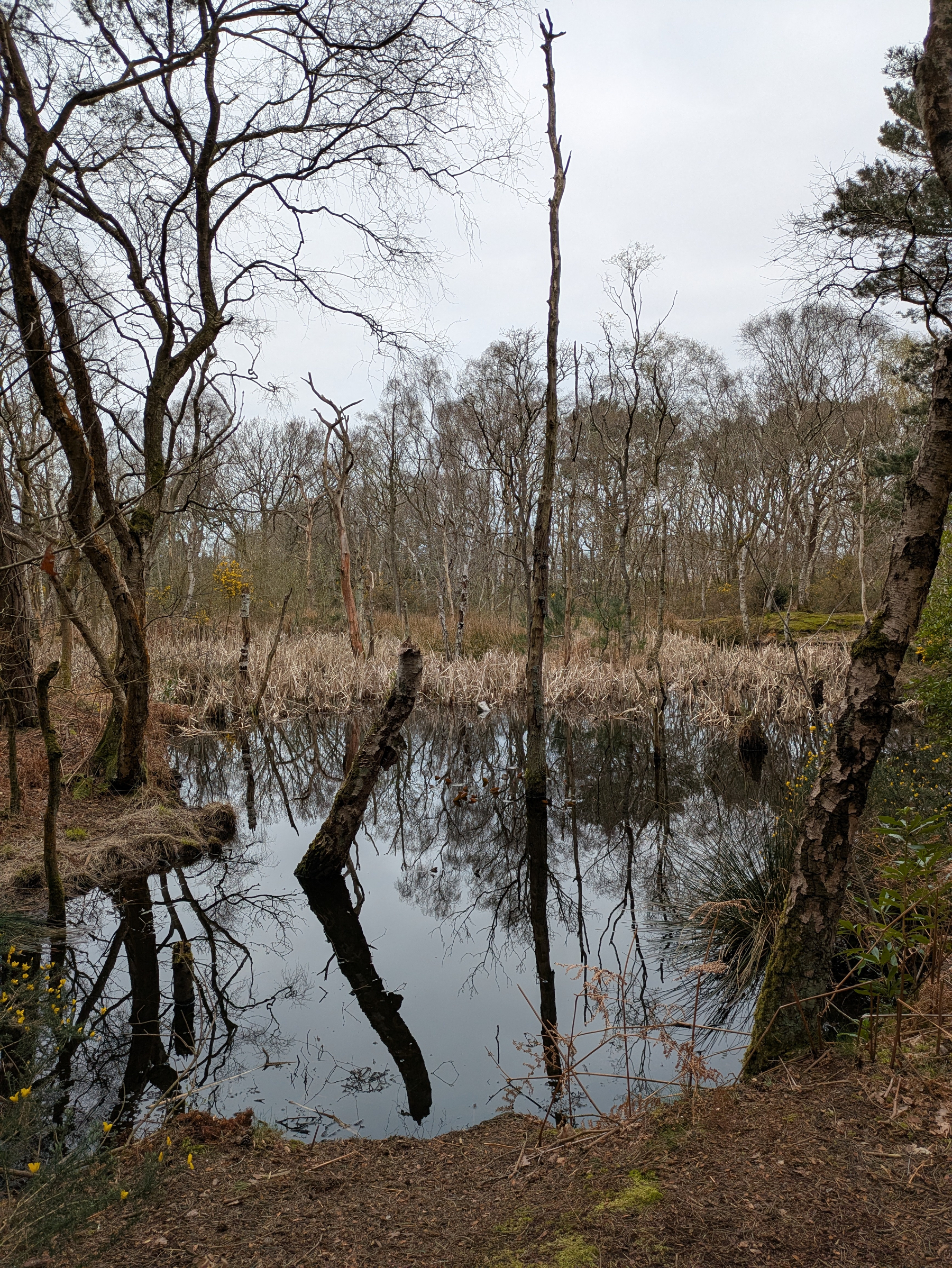 A tranquil pond surrounded by leafless trees reflects the overcast sky and bare branches.