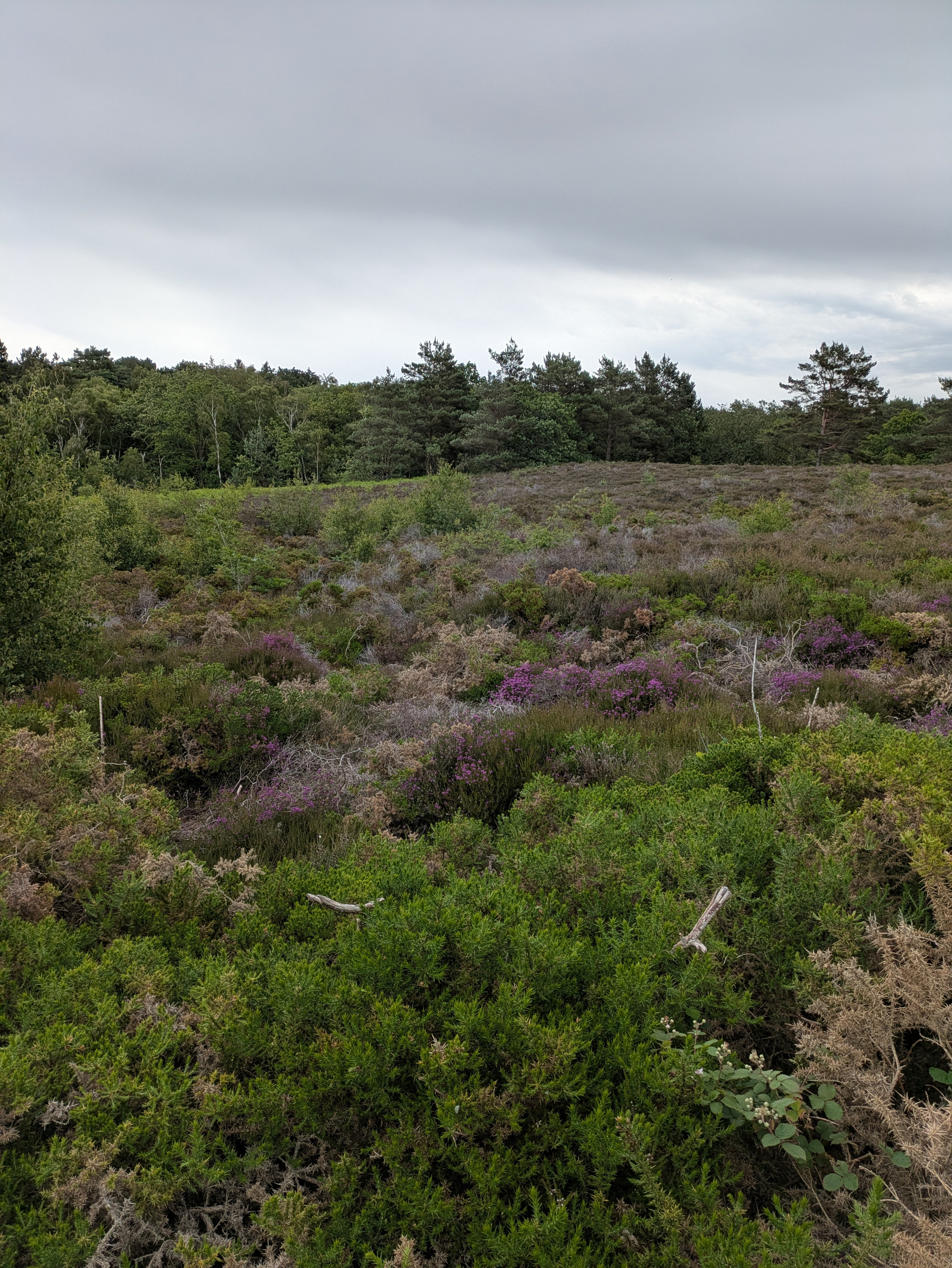 A landscape features a field of heather and other vegetation with a backdrop of trees under a cloudy sky.