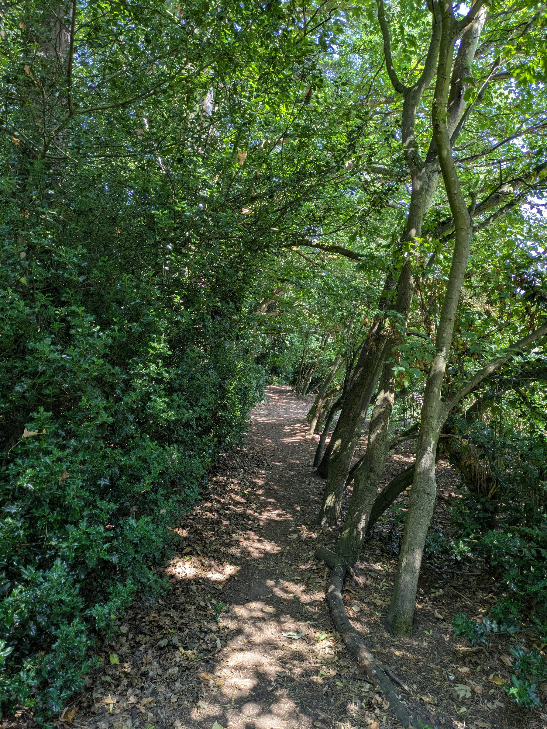 A narrow dirt path winds through a dense area of green trees and bushes, dappled with sunlight.