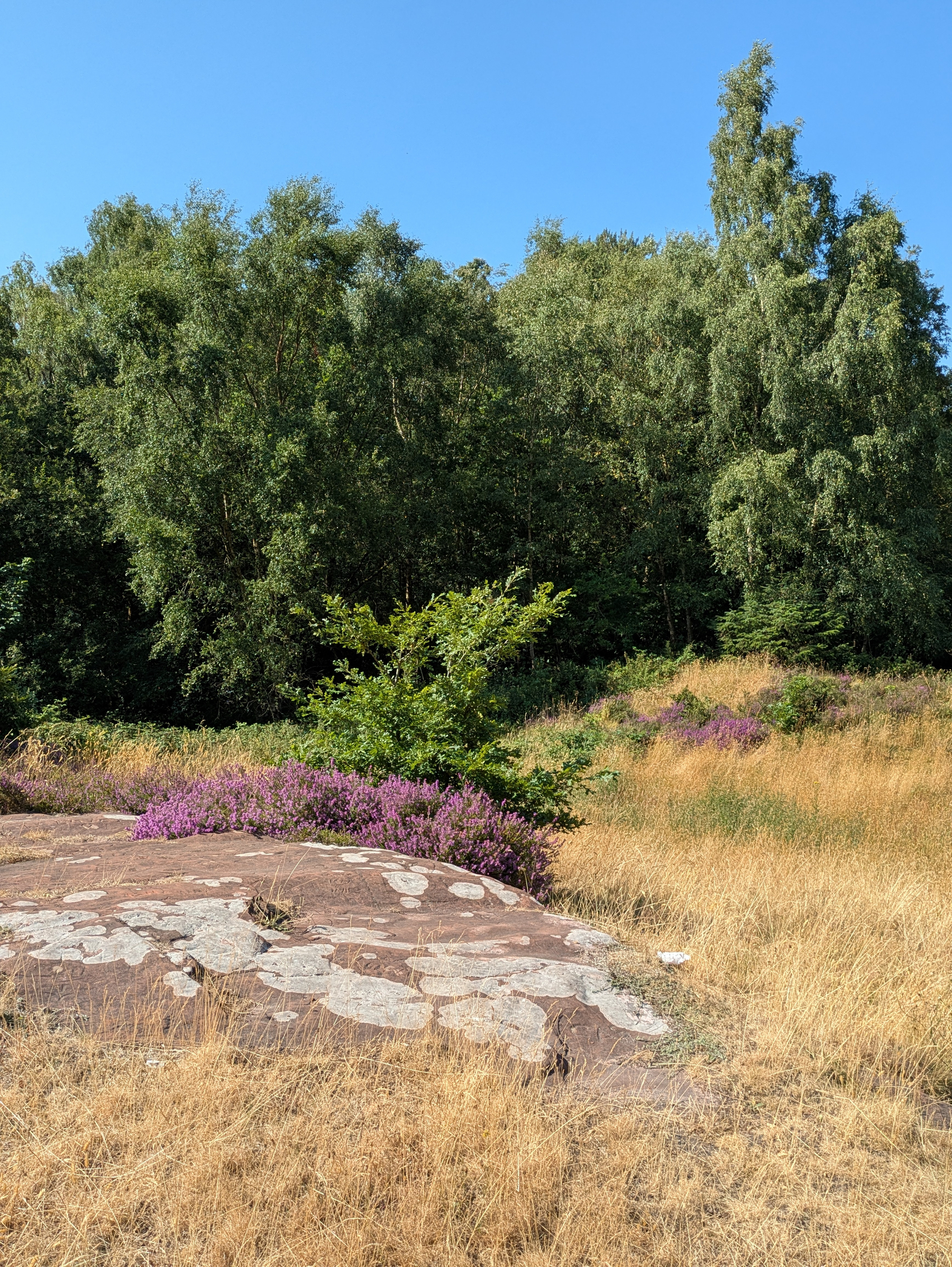 A sunny natural landscape features dry grass, blooming purple flowers, a rocky area, and dense green trees in the background.