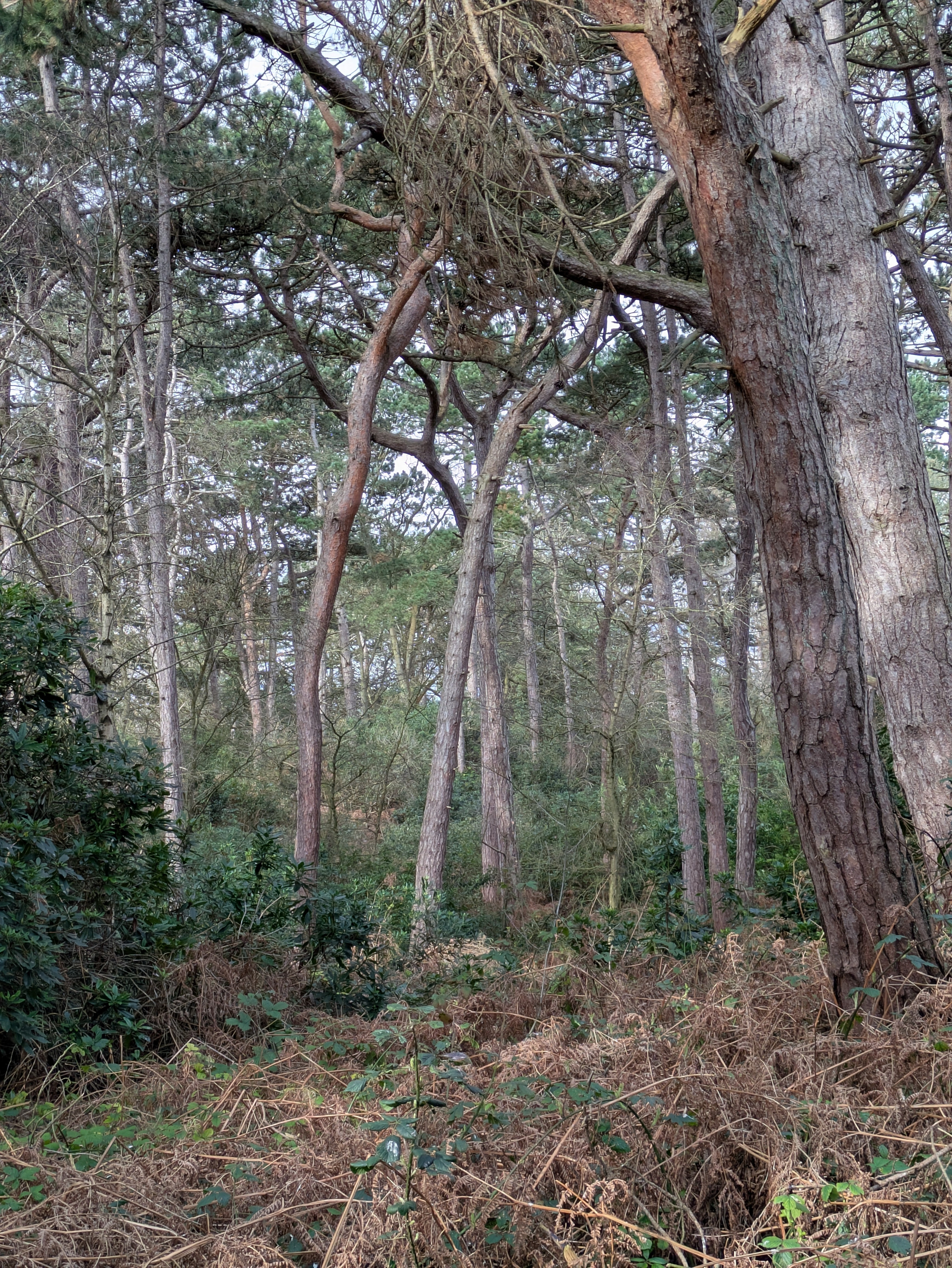 A dense forest scene features tall pine trees with lush underbrush and a mixture of green and brown foliage.