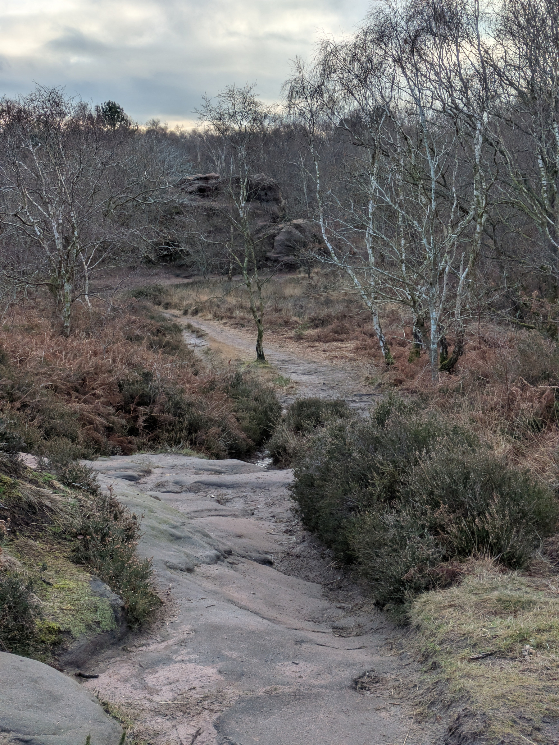 A rocky path winds through a leafless, wintry forest landscape.