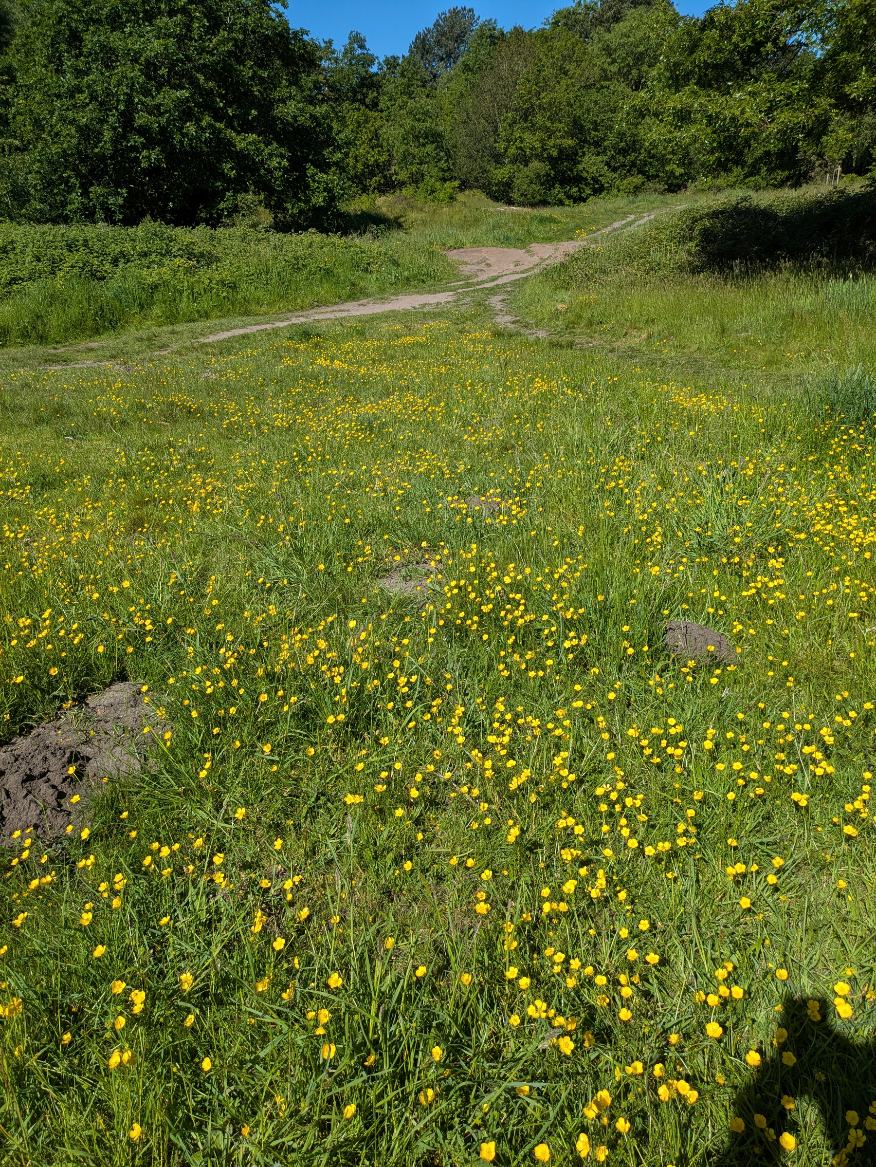 A vibrant meadow filled with yellow wildflowers is bordered by lush green trees under a clear blue sky.