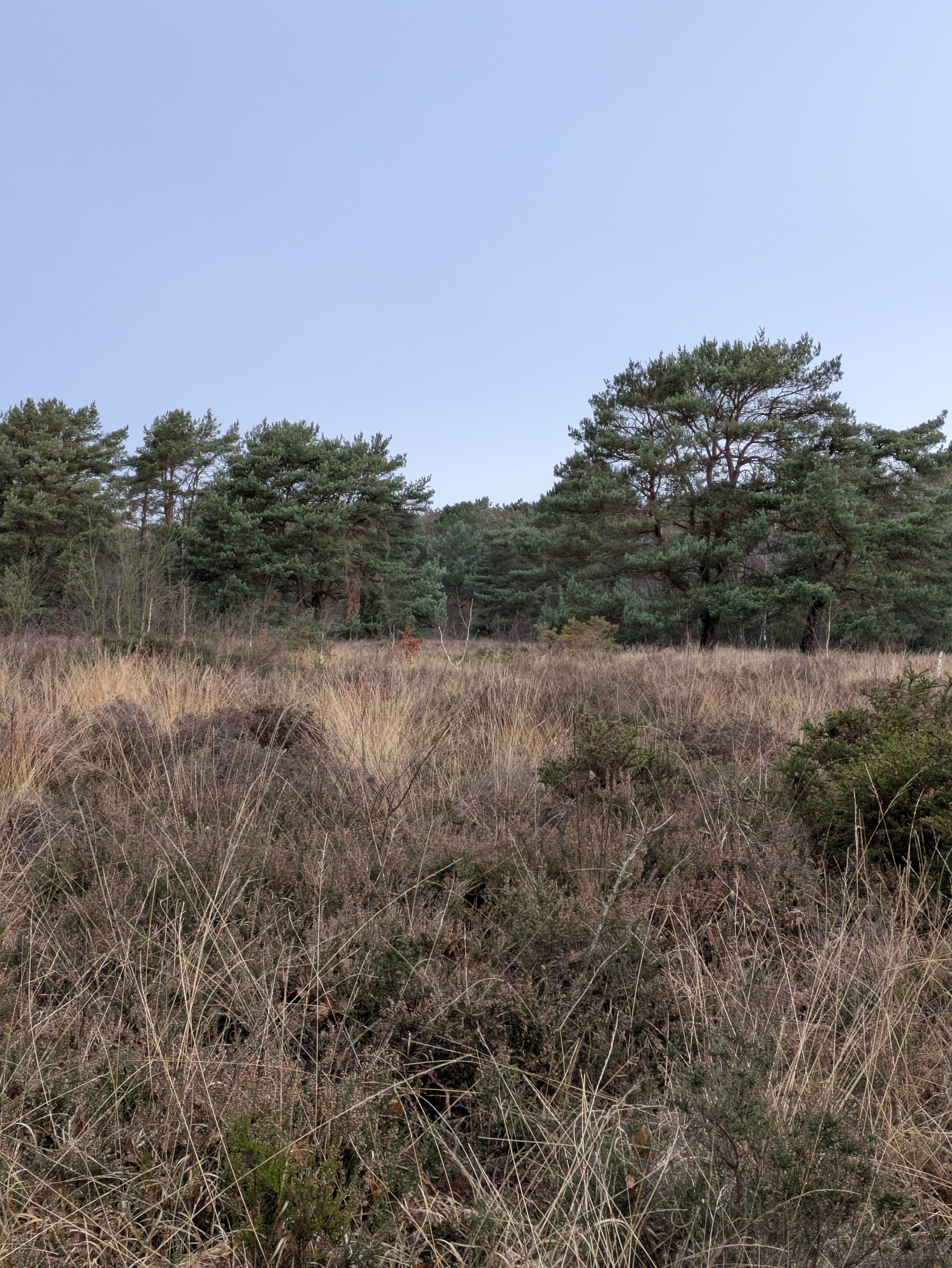 A grassy field with scattered shrubs is bordered by a line of tall trees under an overcast sky.