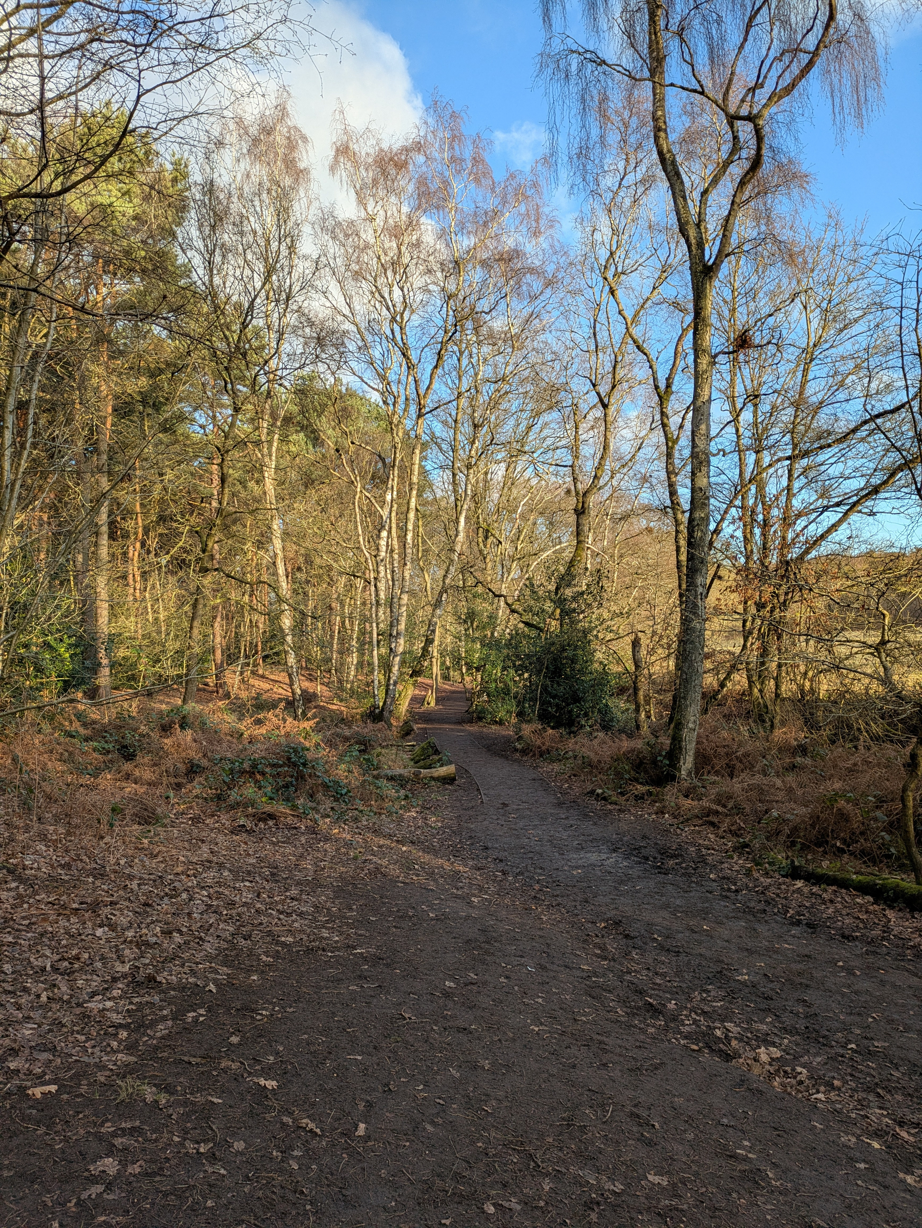 A winding path through a forest is bordered by trees and covered in fallen leaves under a clear blue sky.