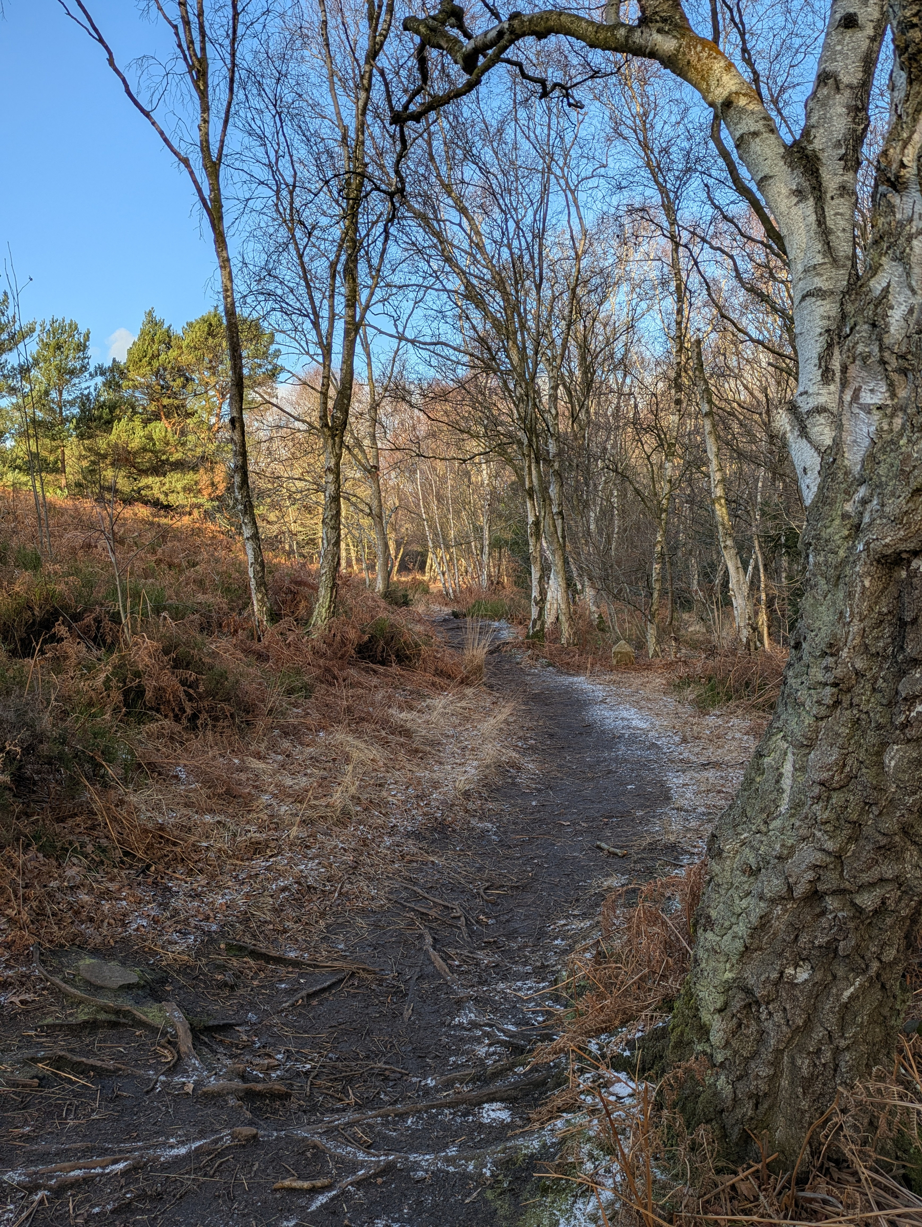 A narrow, frosty path winds through a forest with bare trees and patches of sunlight.
