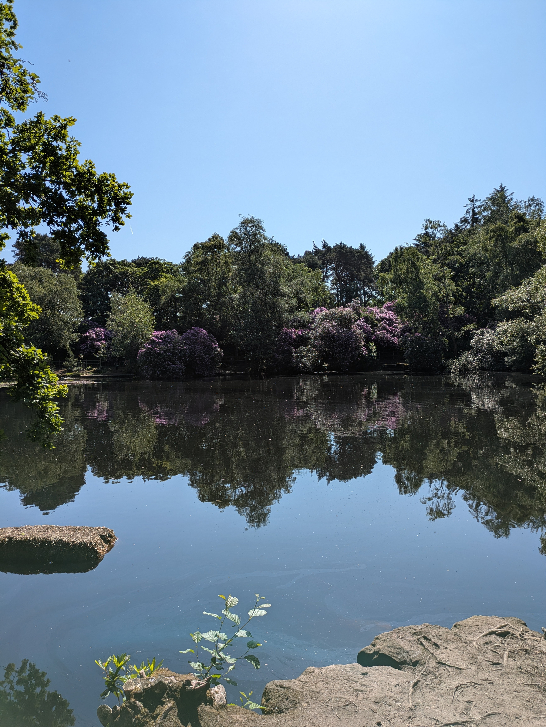 A tranquil pond is surrounded by lush greenery and flowering bushes under a clear blue sky.