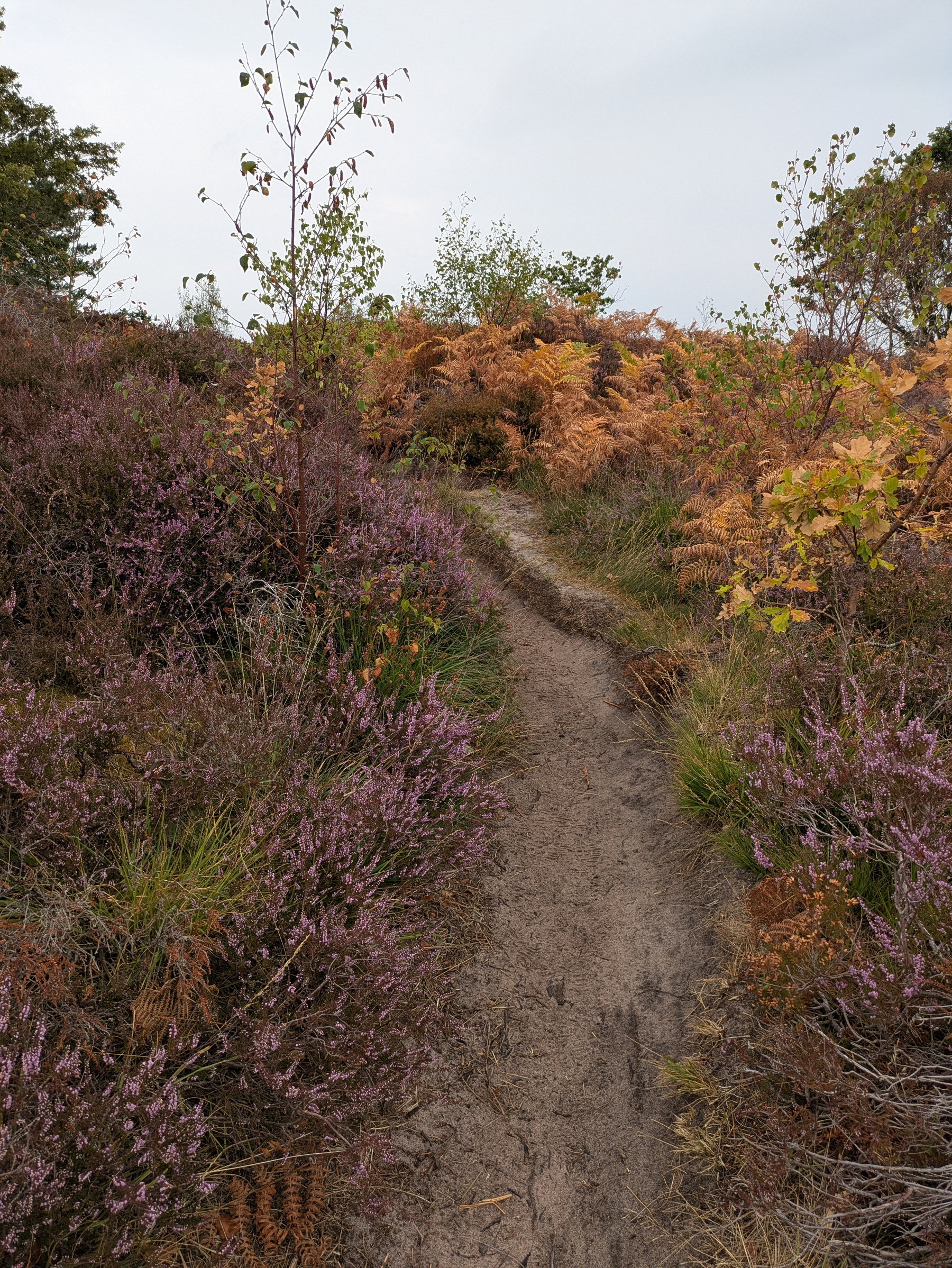 A narrow dirt path winds through dense vegetation of purple flowers and autumn-colored ferns under a cloudy sky.
