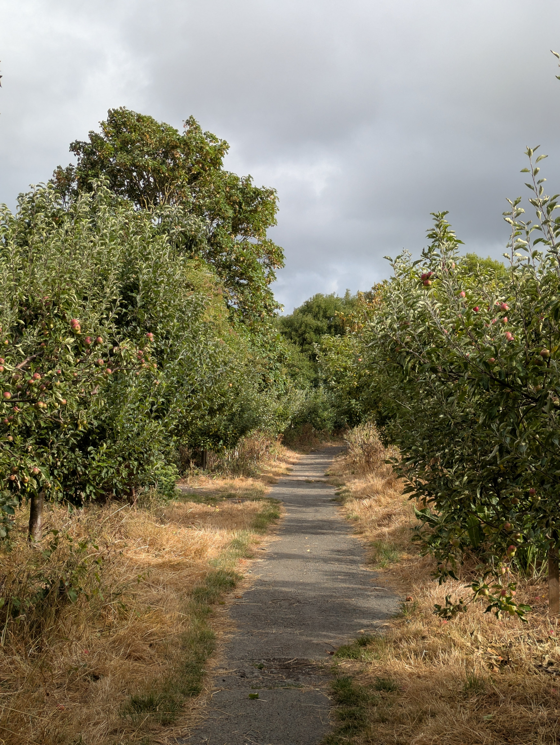 A narrow path runs through an orchard with apple trees on either side under a cloudy sky.