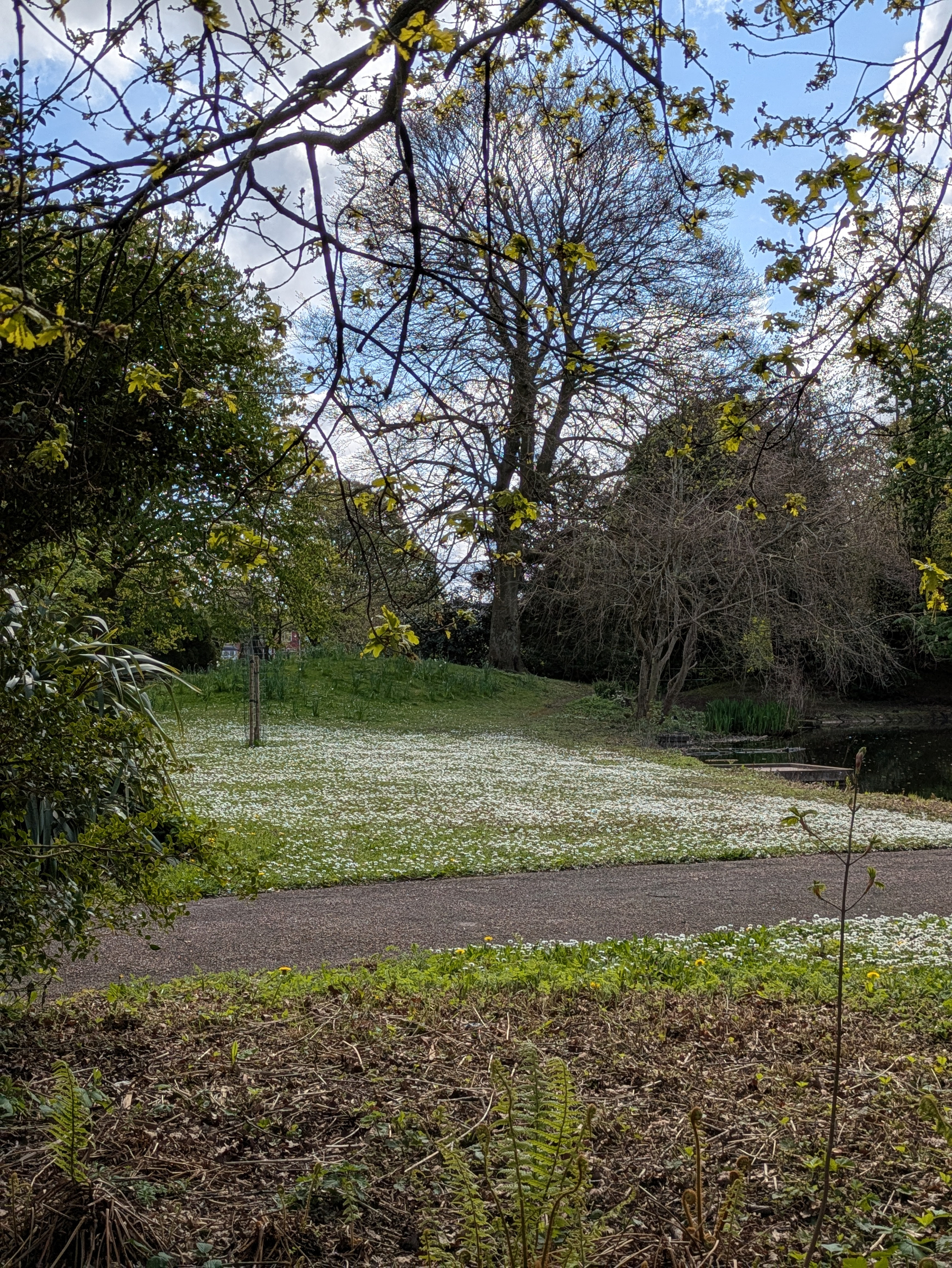 A serene park scene features a pathway lined with trees and a lush, grassy area sprinkled with white flowers.