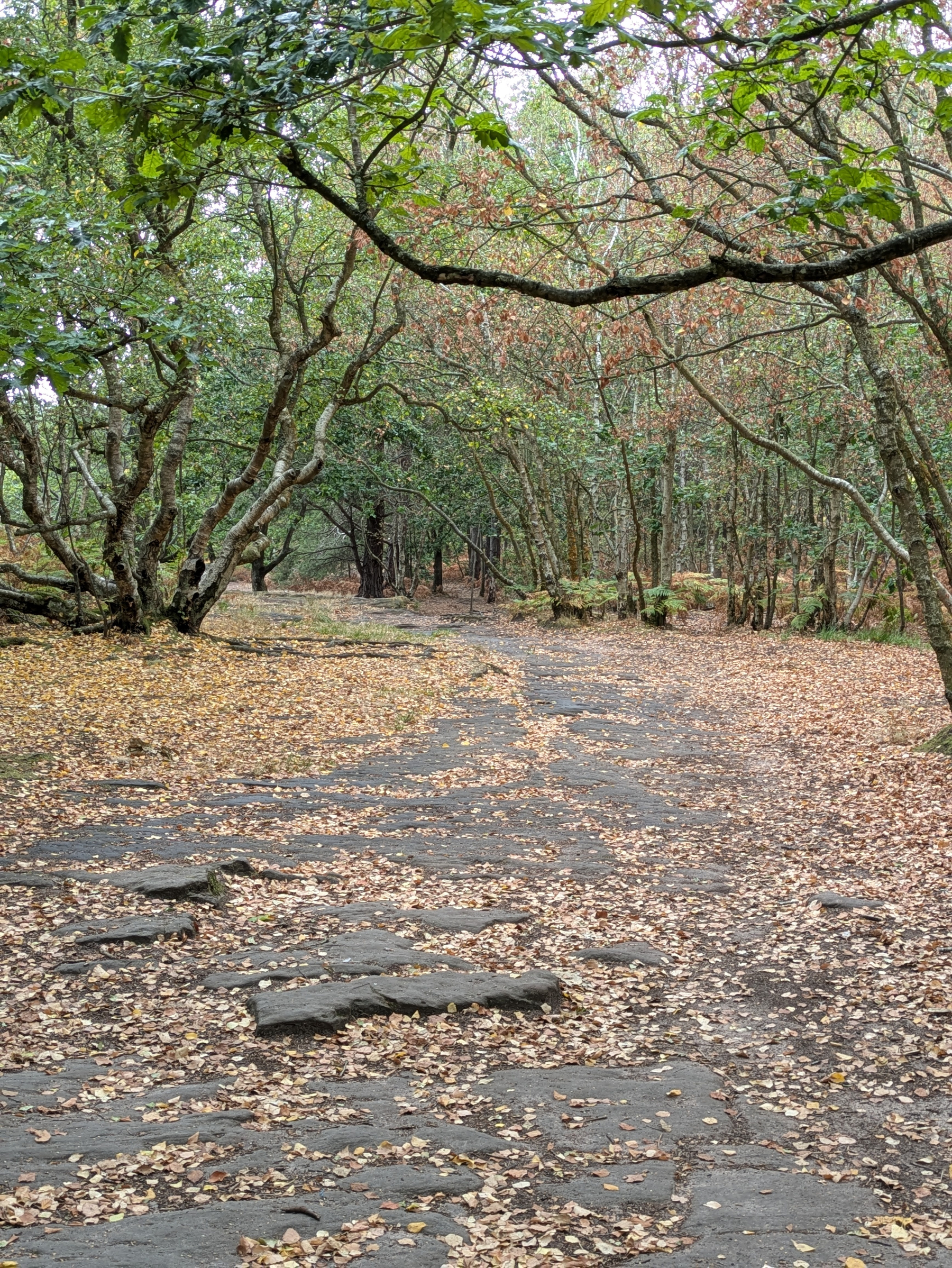A forest path covered with fallen autumn leaves winds through trees with green and brown foliage.