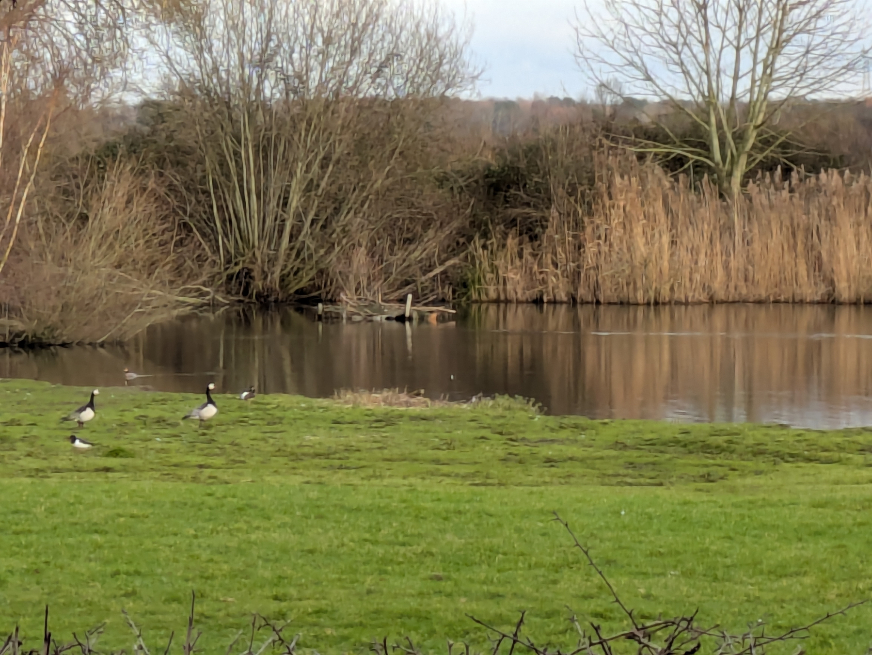 A serene pond surrounded by trees and reeds, with geese walking on the grassy bank.