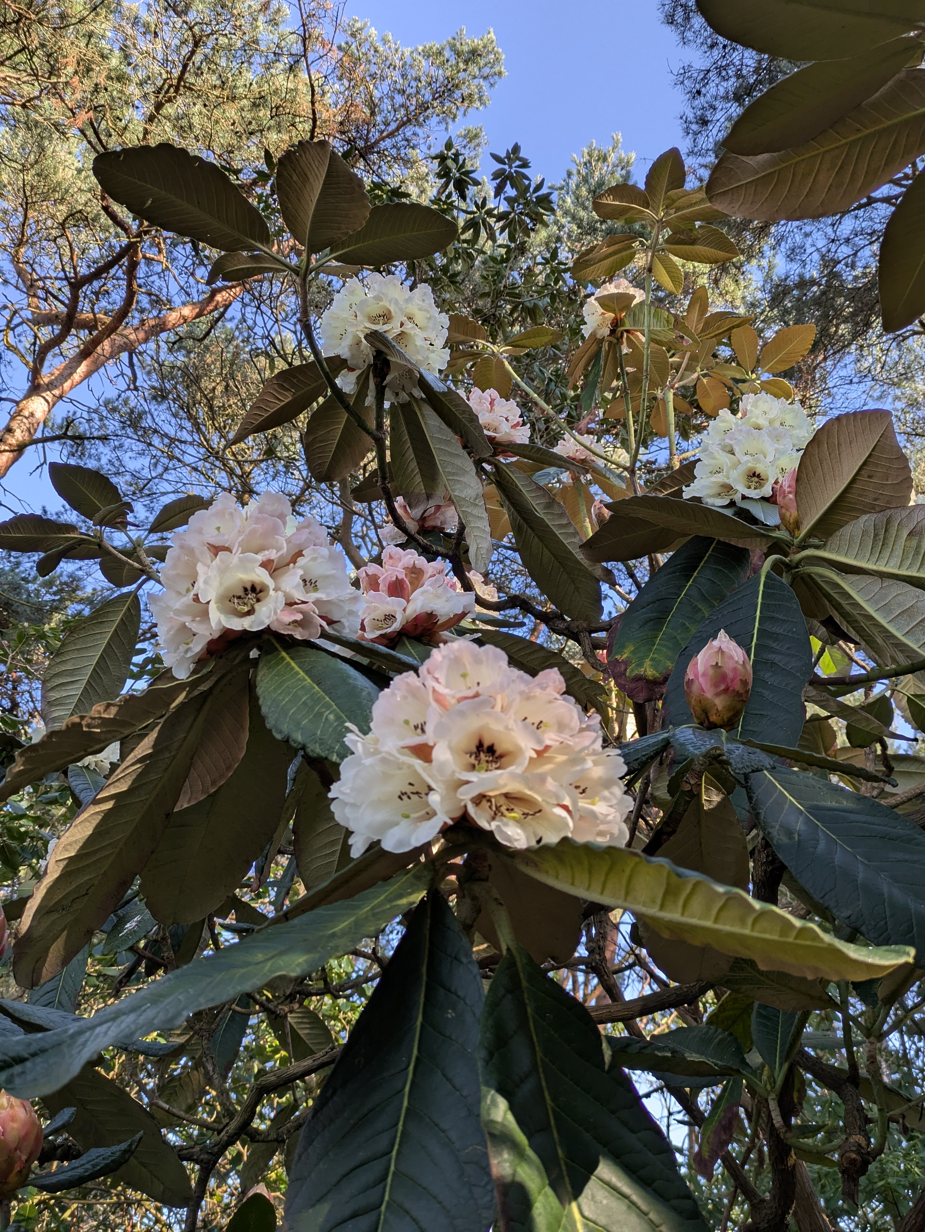 Pink and white flowers with lush green leaves are blooming on a tree under a clear blue sky.
