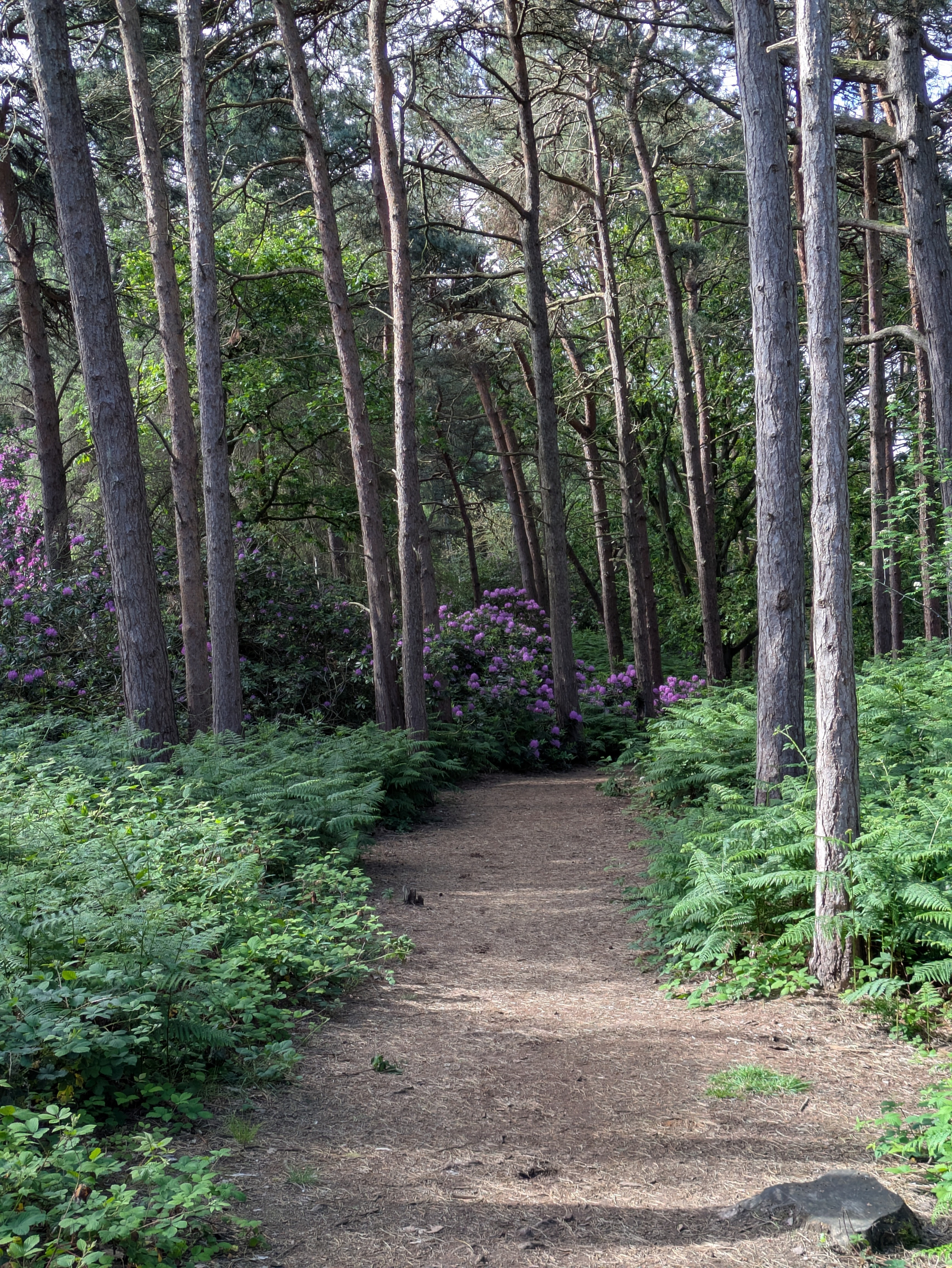 A dirt path winds through a lush, green forest with tall trees and flowering bushes.