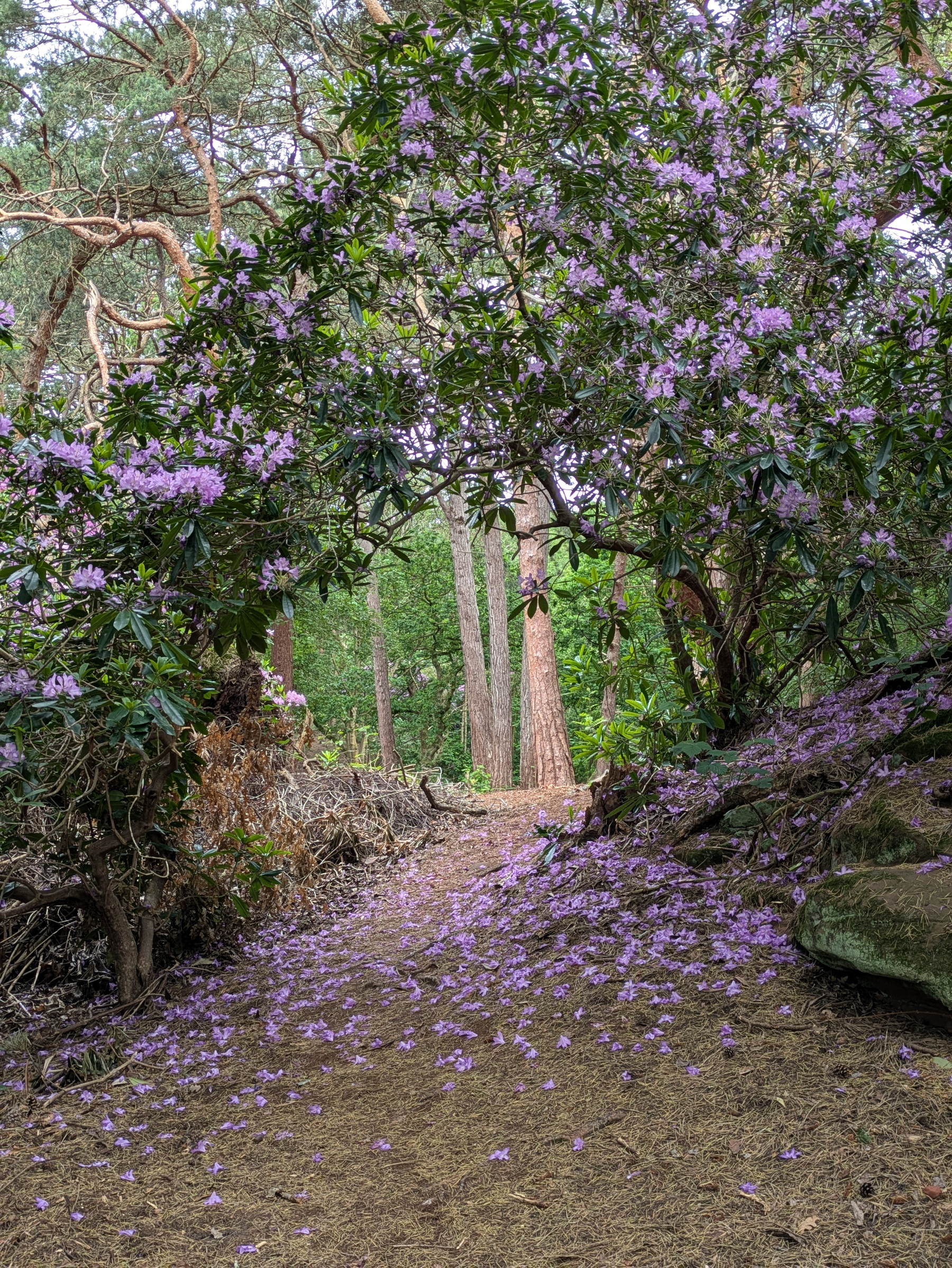 A woodland path is adorned with vibrant purple flowers forming an archway of blooming branches.