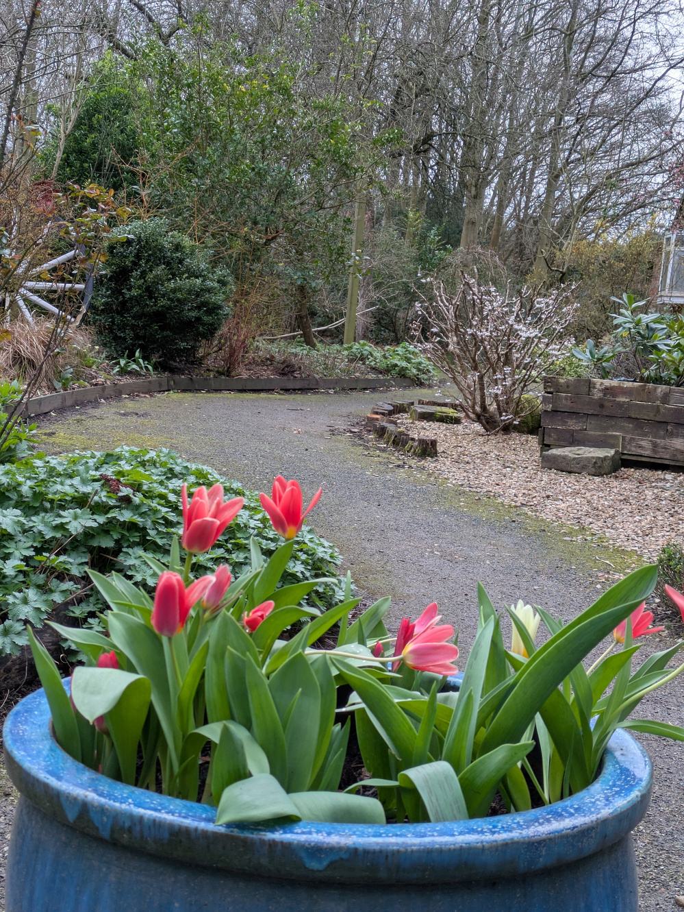 Red tulips bloom in a blue pot beside a garden path surrounded by greenery and bare trees.
