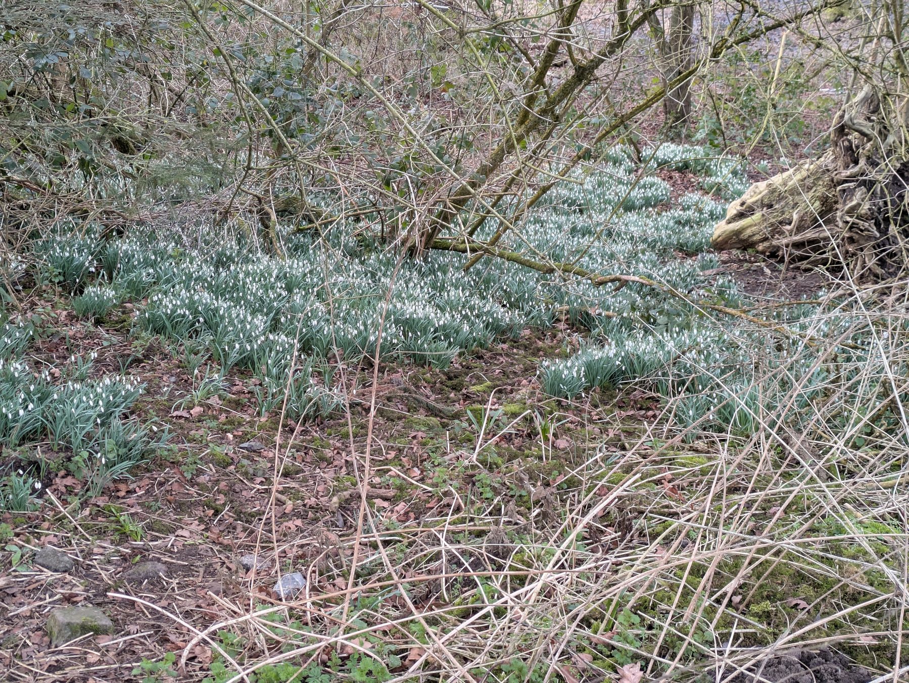 A woodland area featuring a dense carpet of blooming snowdrops amidst dry branches and grass.