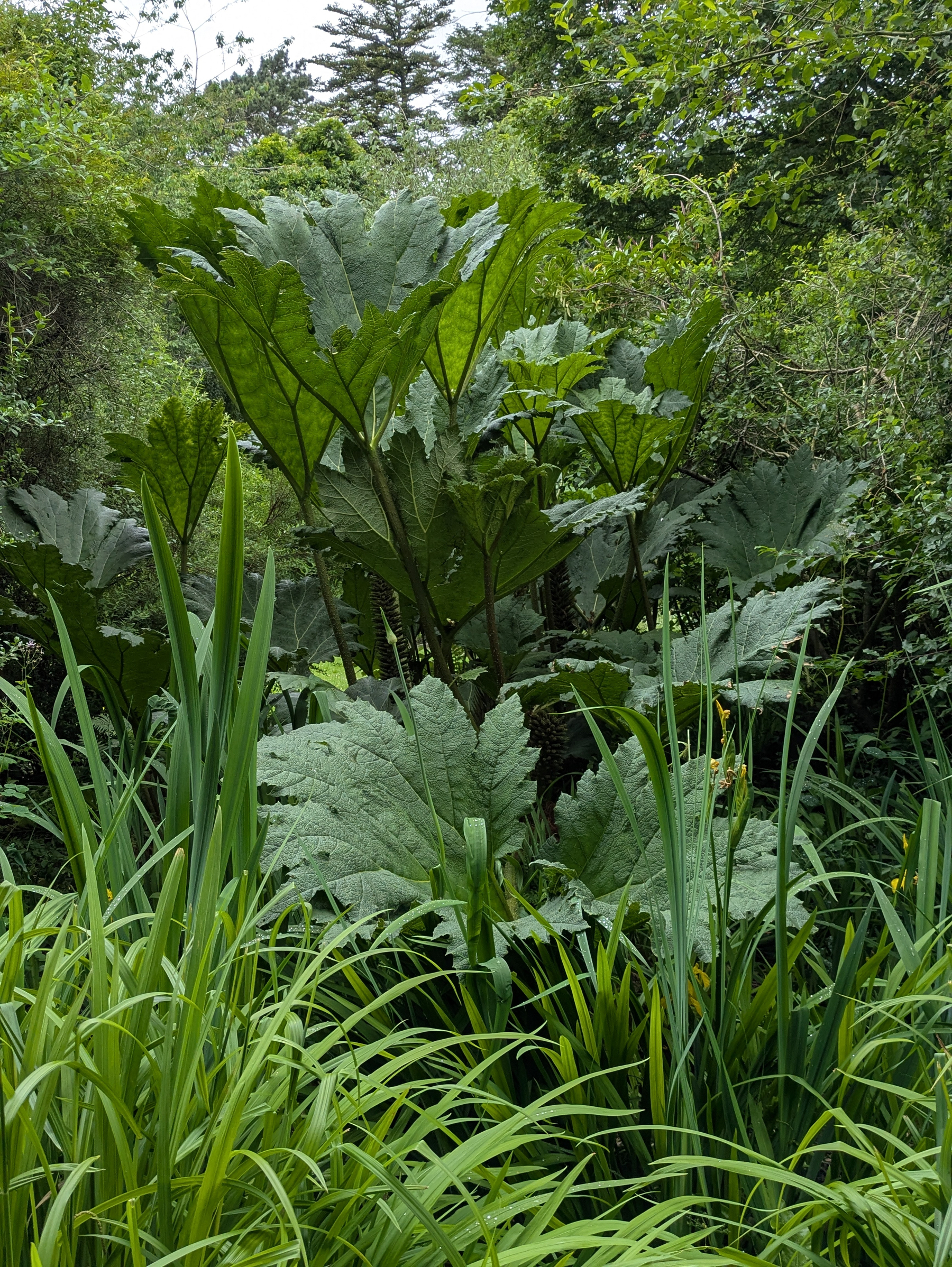 Lush green foliage and large leaves create a dense and vibrant natural forest scene.