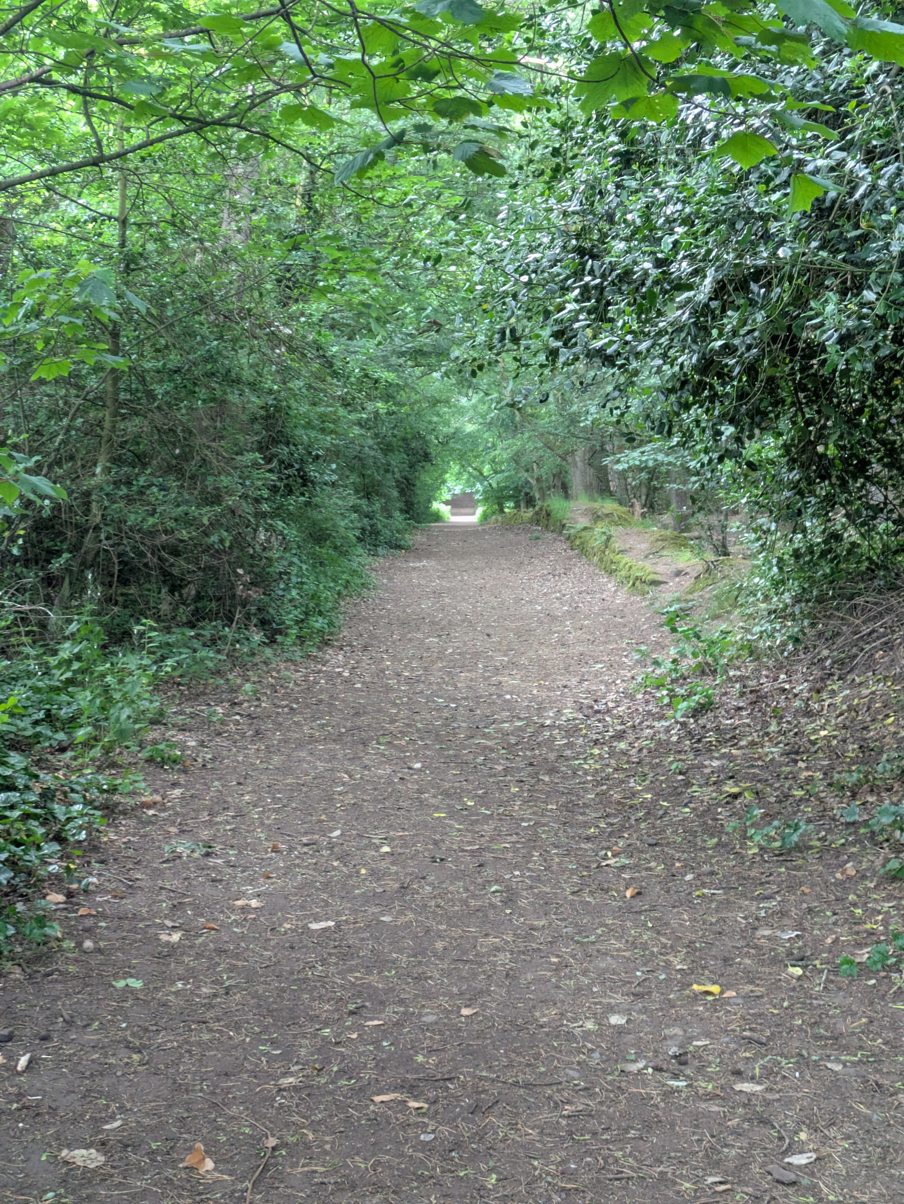 A dirt path lined with dense greenery on both sides leads into the distance beneath a canopy of trees.