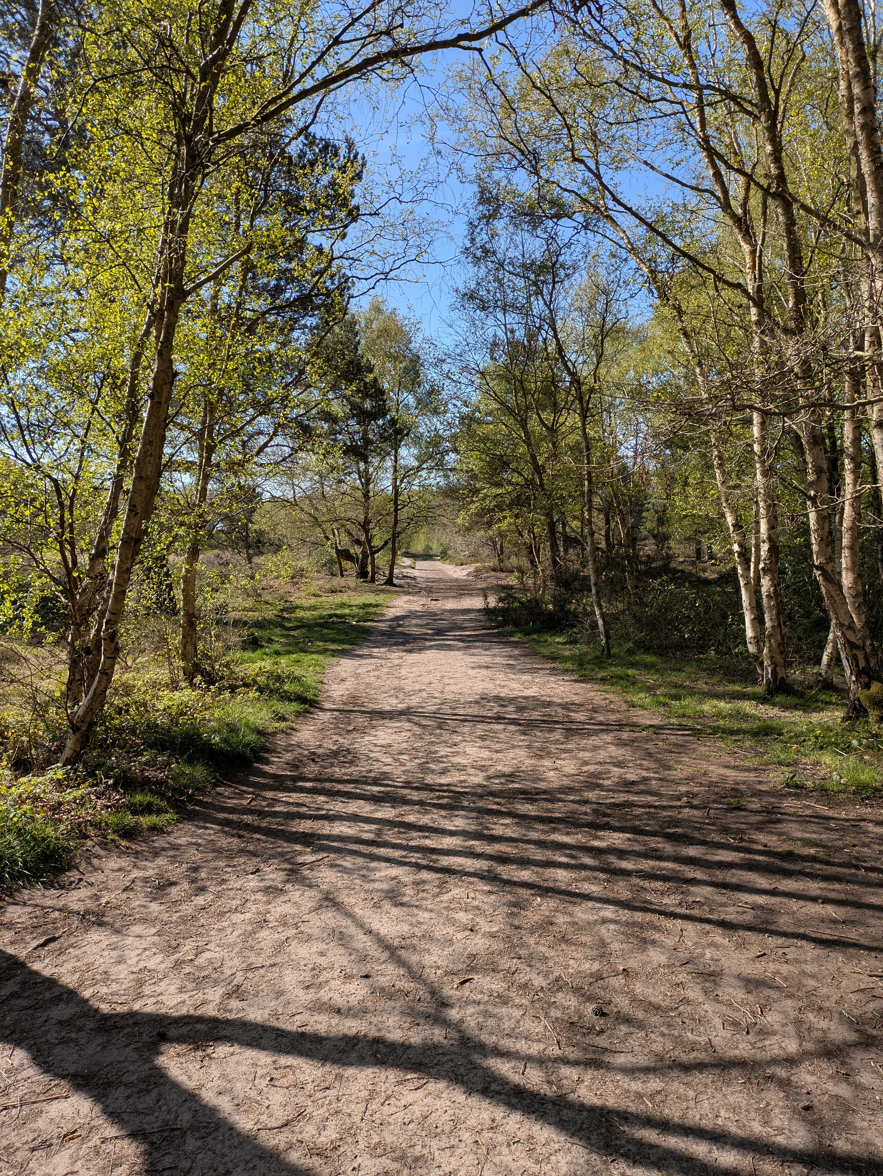 A dirt path winds through a wooded area, lined with trees and dappled sunlight.