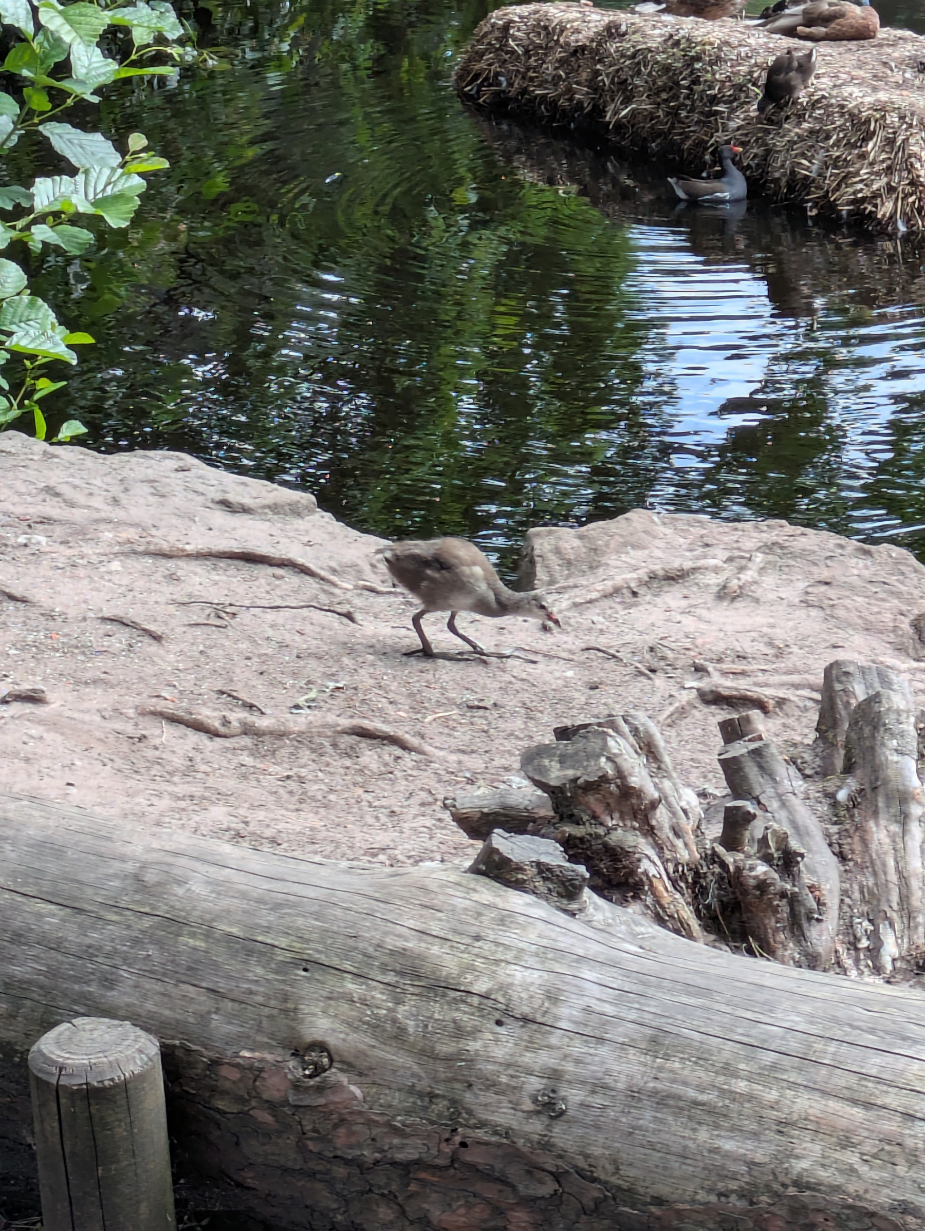 A small bird is walking on a sandy area near a body of water with other birds resting on a grassy patch in the background.