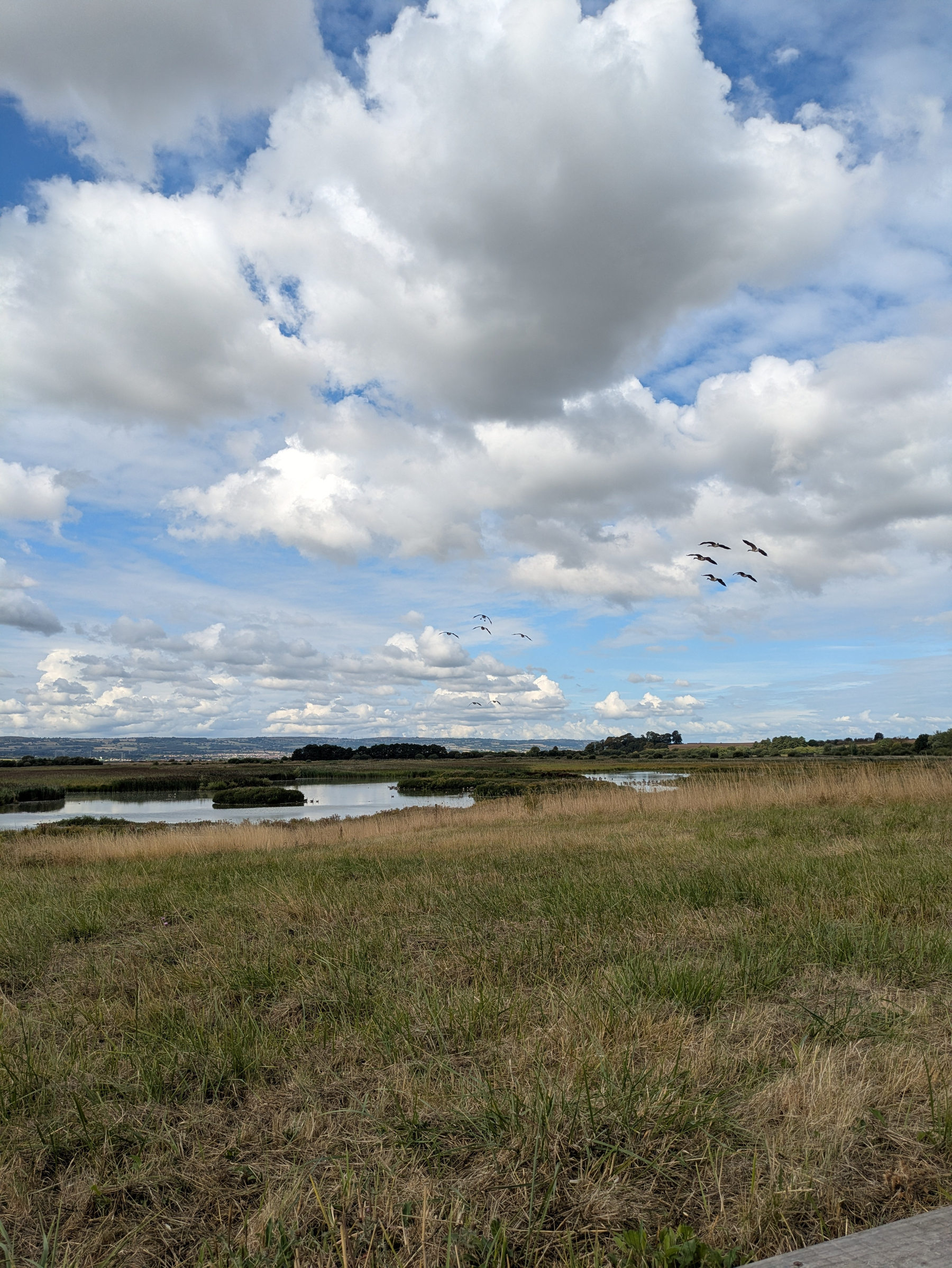 A grassy field with a body of water and a flock of birds flying under a partly cloudy sky stretches out toward the horizon.
