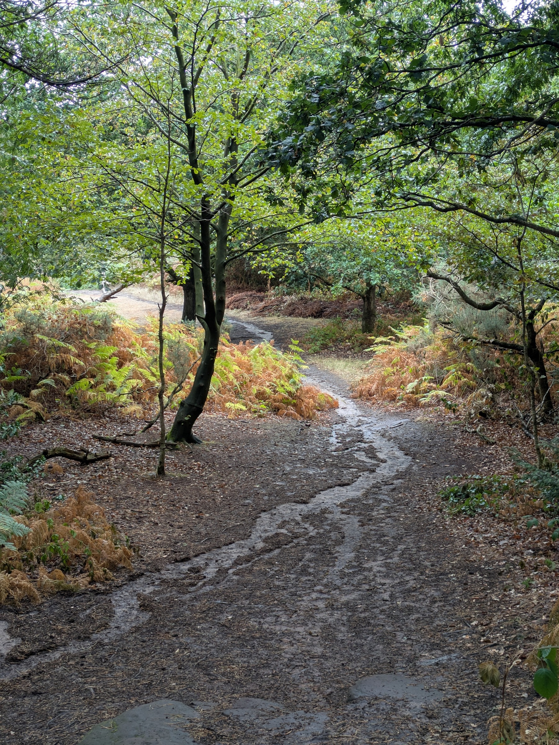 A narrow dirt path winds through a forested area with green and brown foliage on either side.