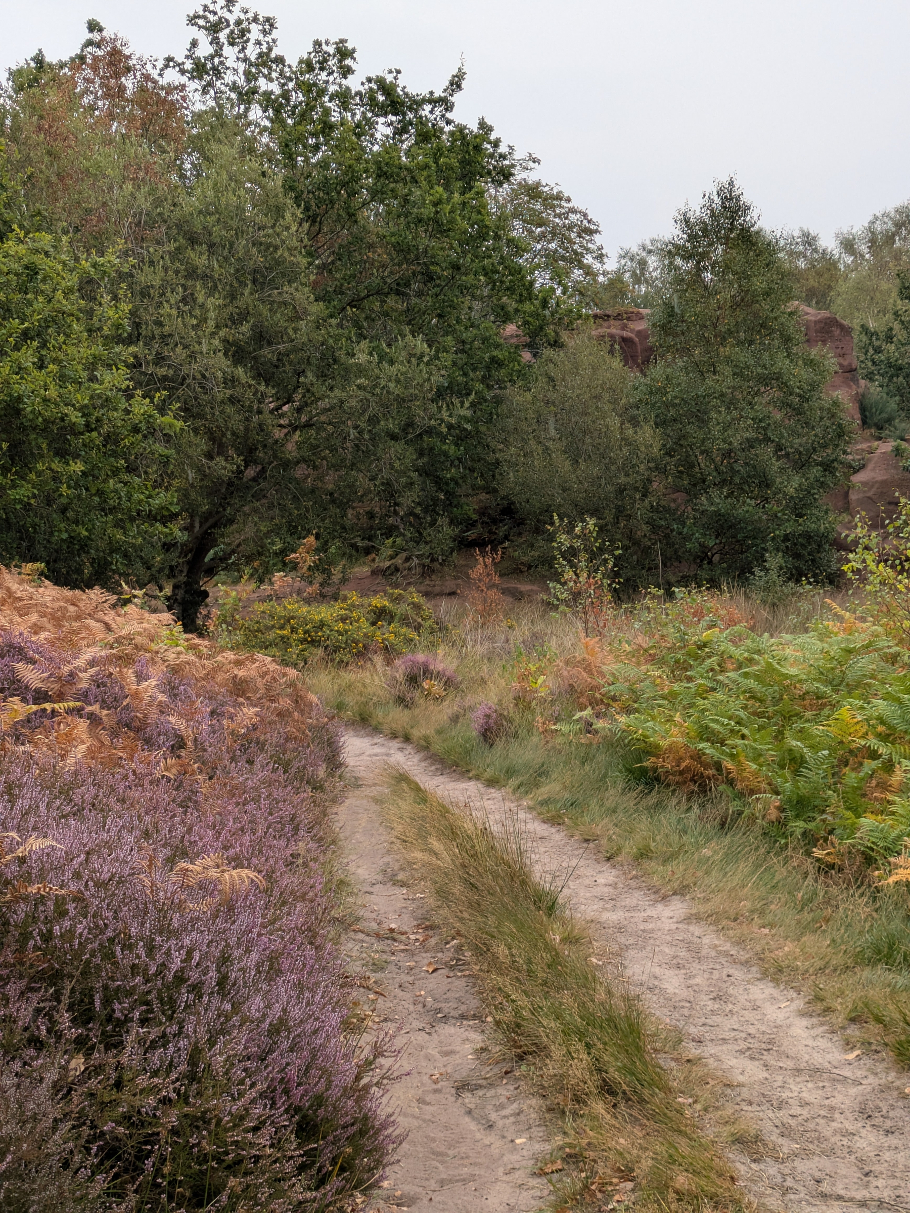 A dirt path winds through a natural landscape filled with green trees, purple heather, and dry grass.