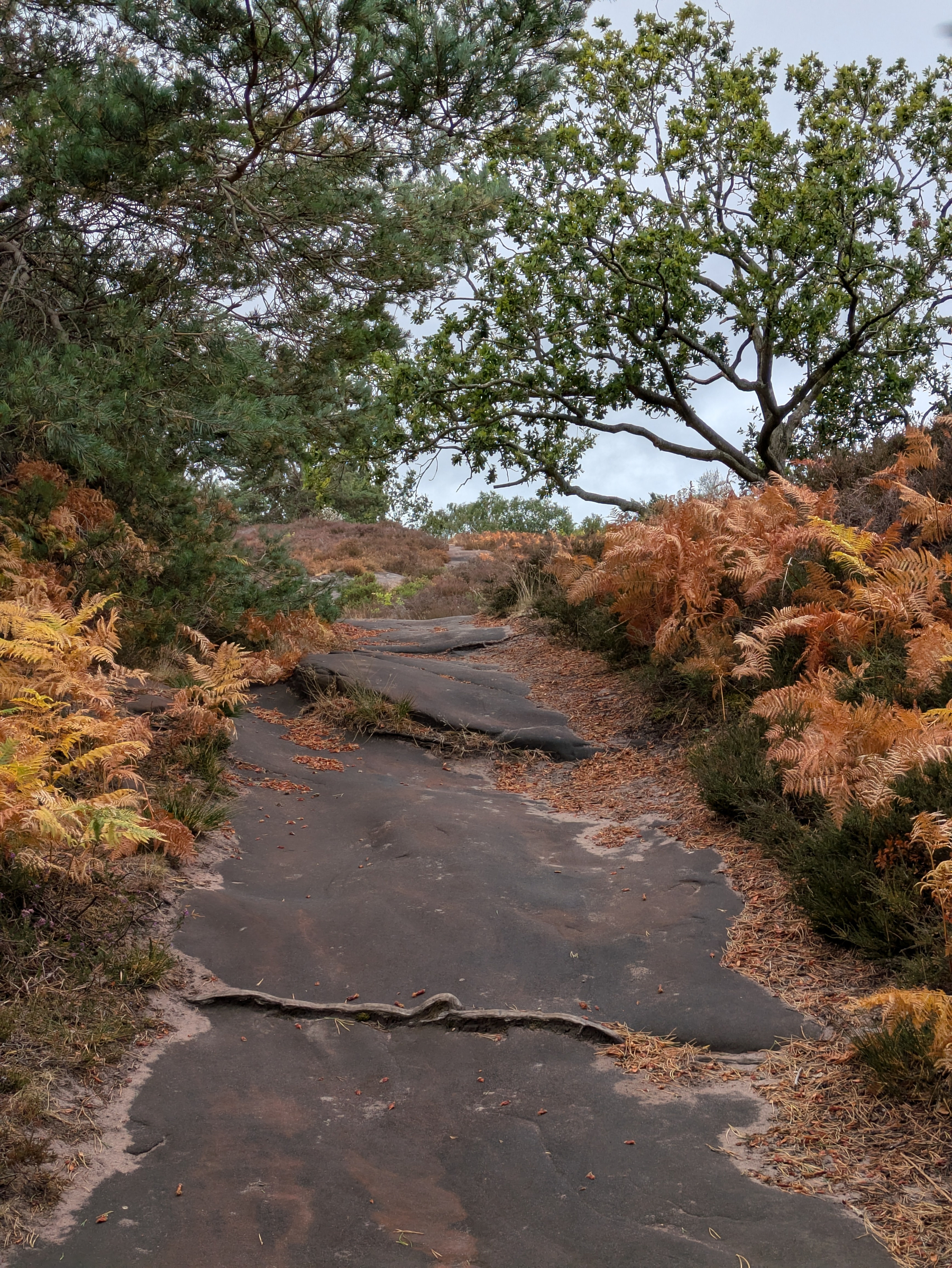 A rocky path winds through a landscape of autumnal ferns and green trees under a cloudy sky.