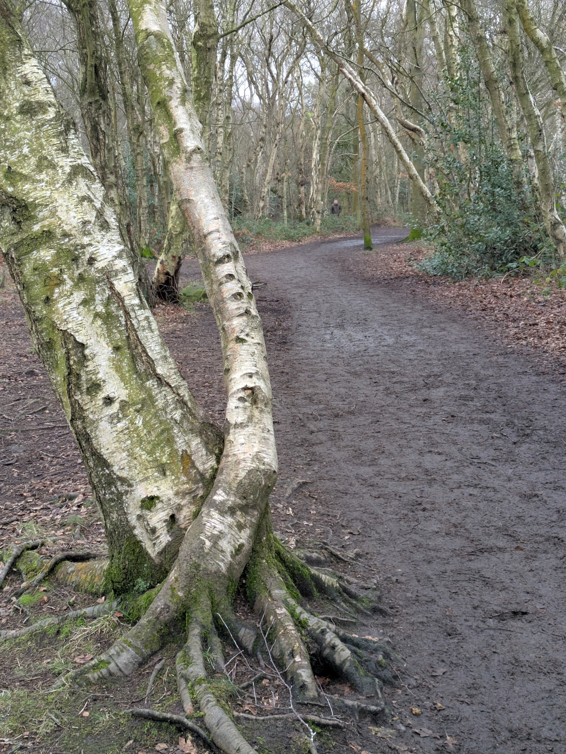 A winding dirt path leads through a forest with intertwined moss-covered tree trunks alongside.