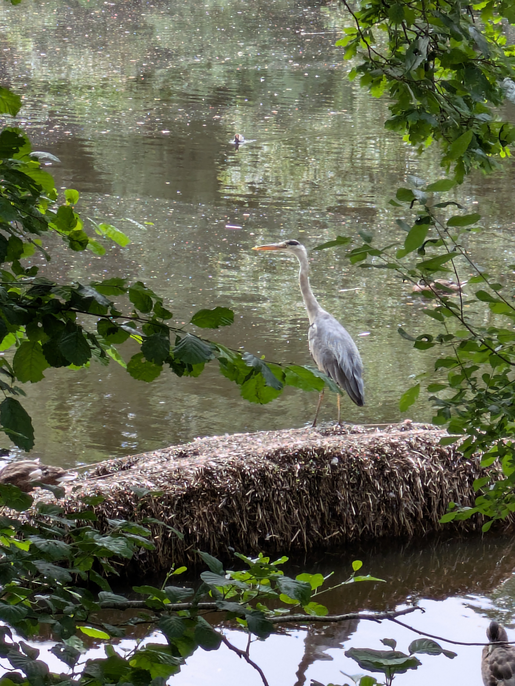 A heron is standing on a partially submerged hay bale in a calm, tree-framed body of water.