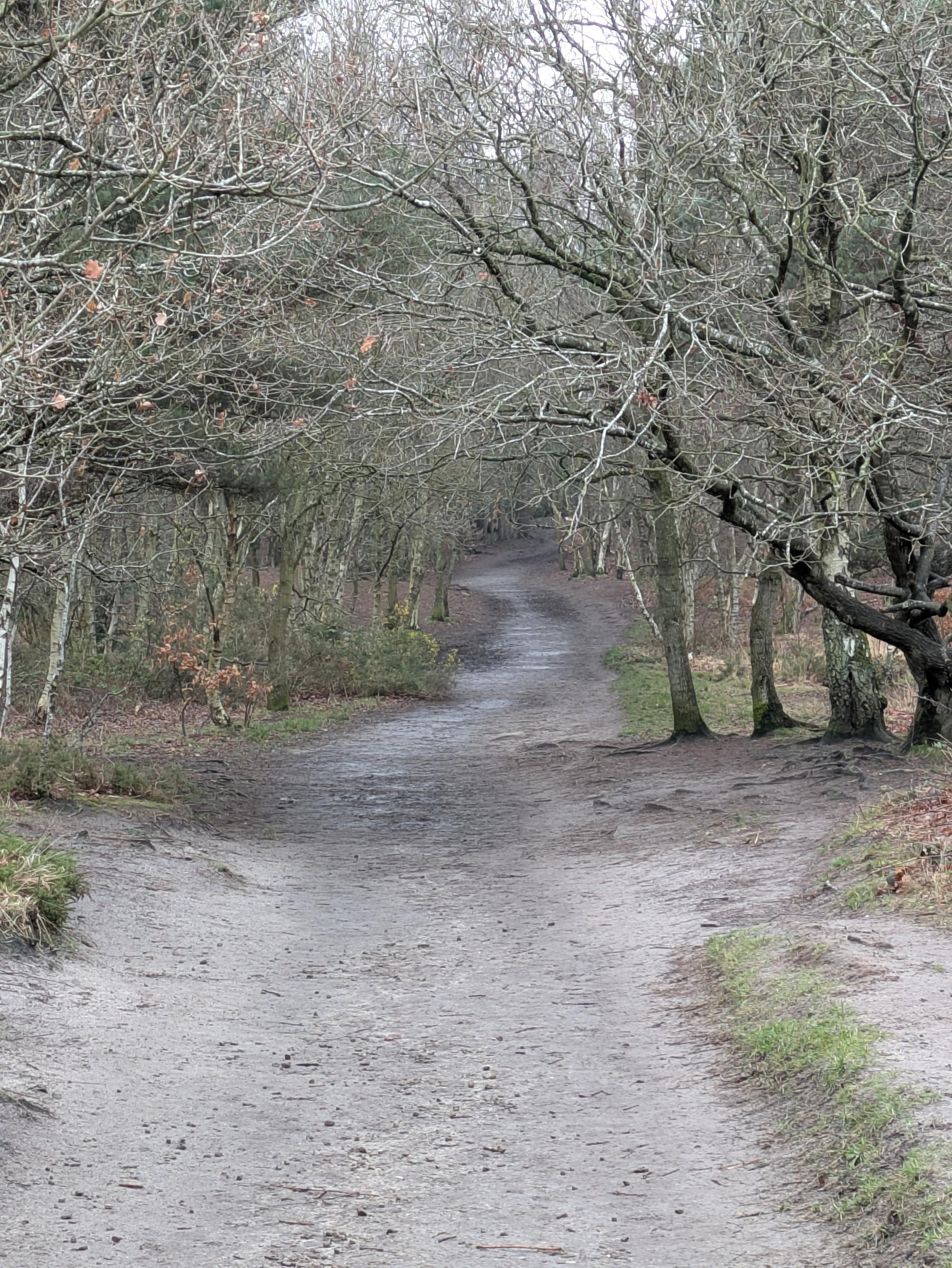 A winding dirt path leads through a forest of bare, leafless trees.