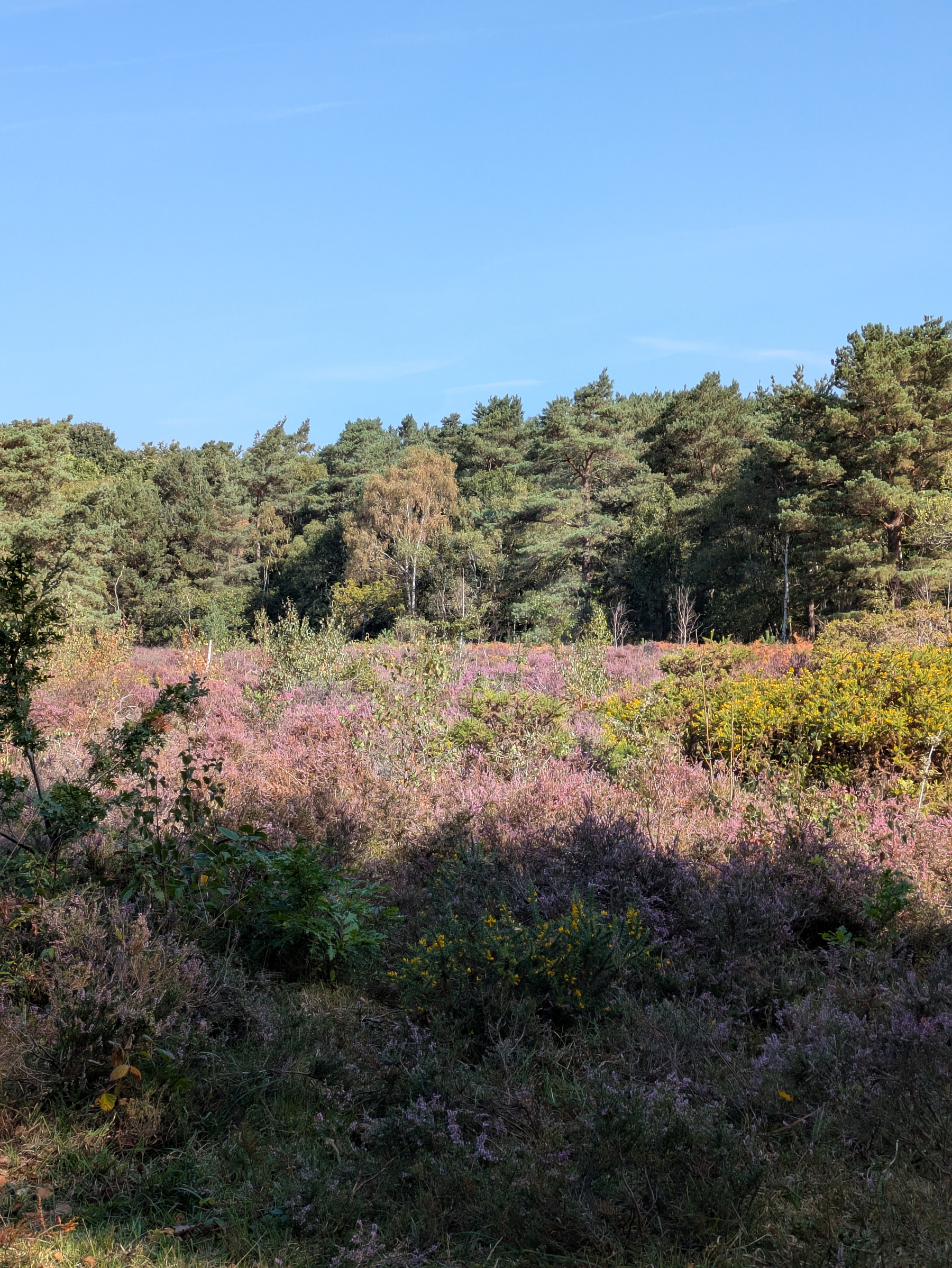 A sunlit clearing filled with flowering heather and various shrubs lies in front of a dense forest under a clear blue sky.