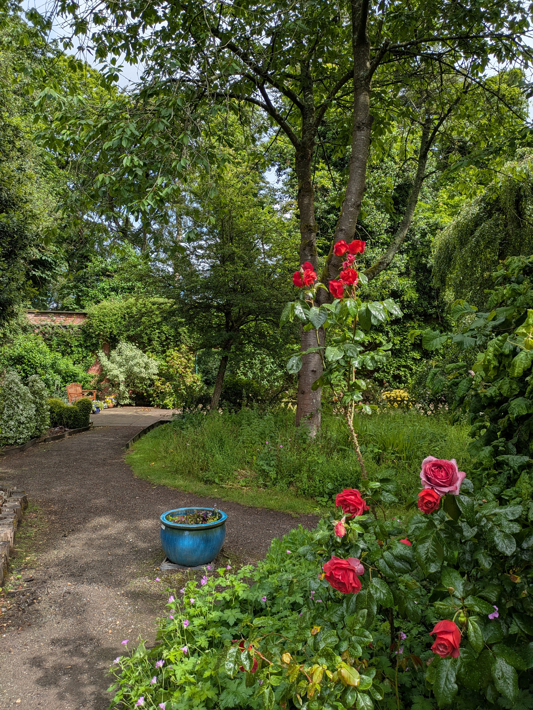 A lush garden features a winding path, vibrant red roses, a blue planter, and abundant greenery under tall trees.