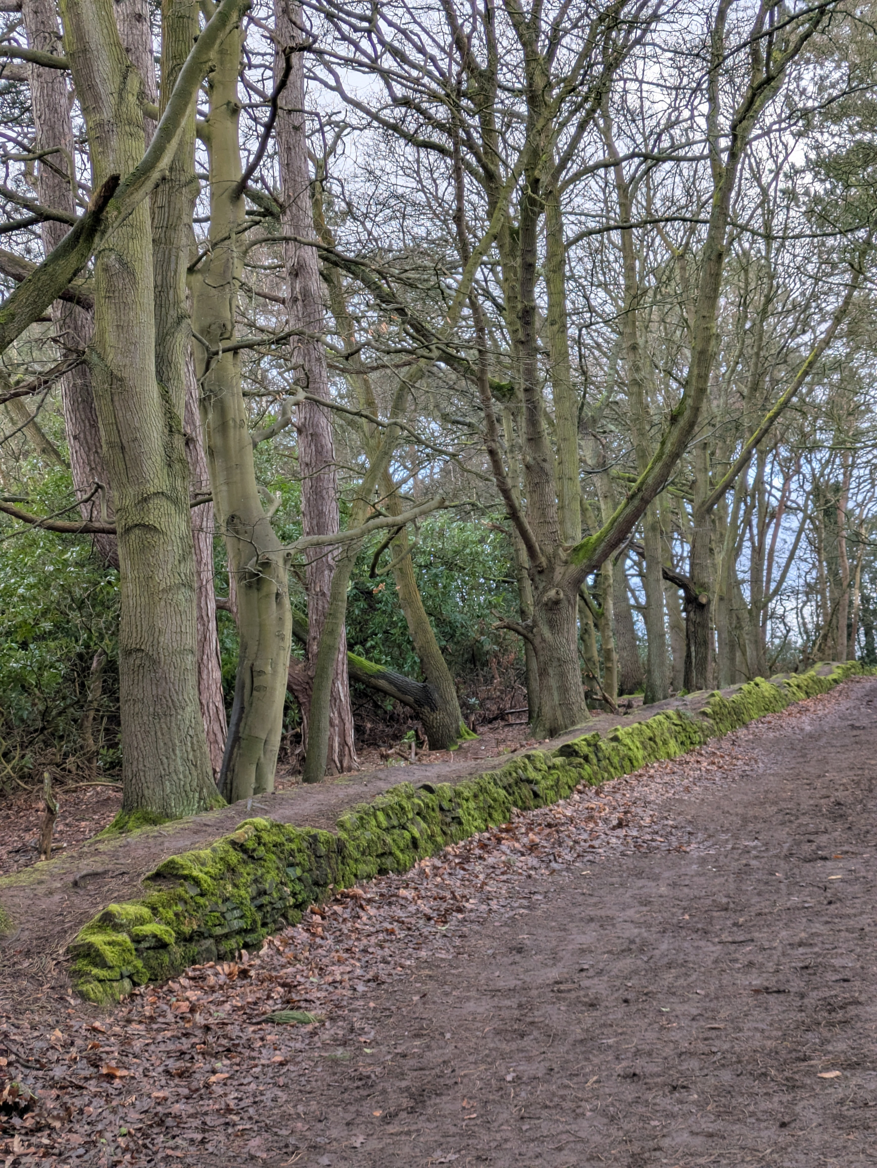 A dirt path bordered by a moss-covered stone wall runs through a forest of bare trees.