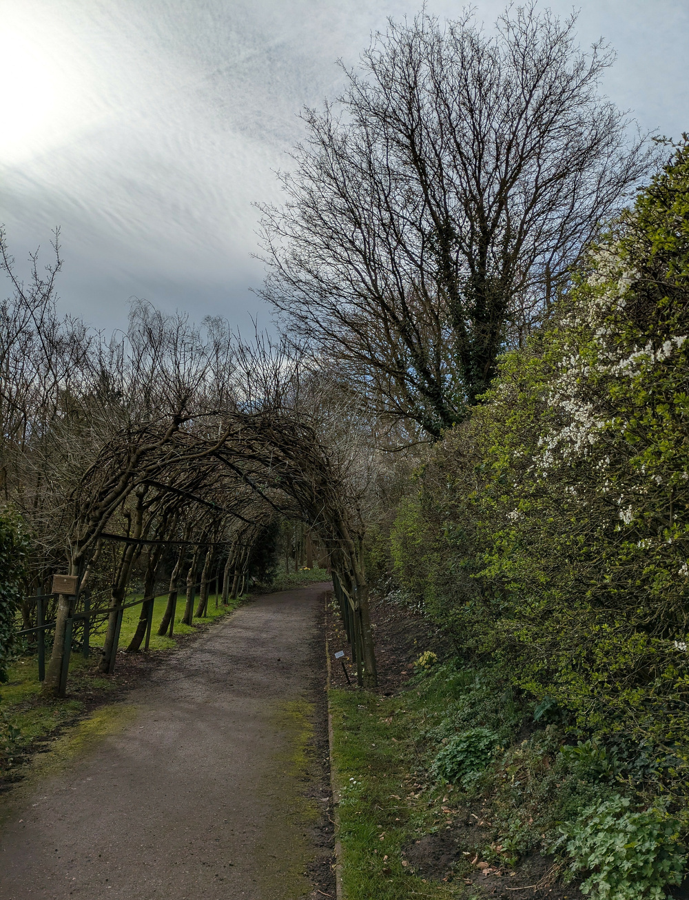 A path lined with leafless trees and a green hedge leads through a park under a cloudy sky.