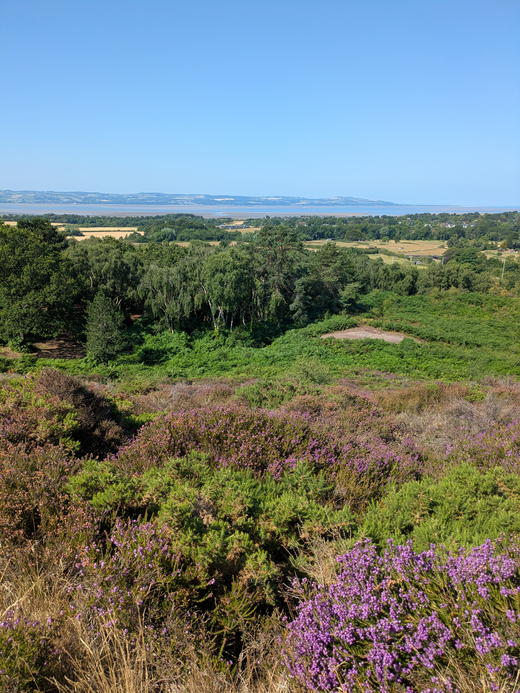 A scenic landscape features vibrant purple heather, dense green trees, open fields, and a distant view of water under a clear blue sky.
