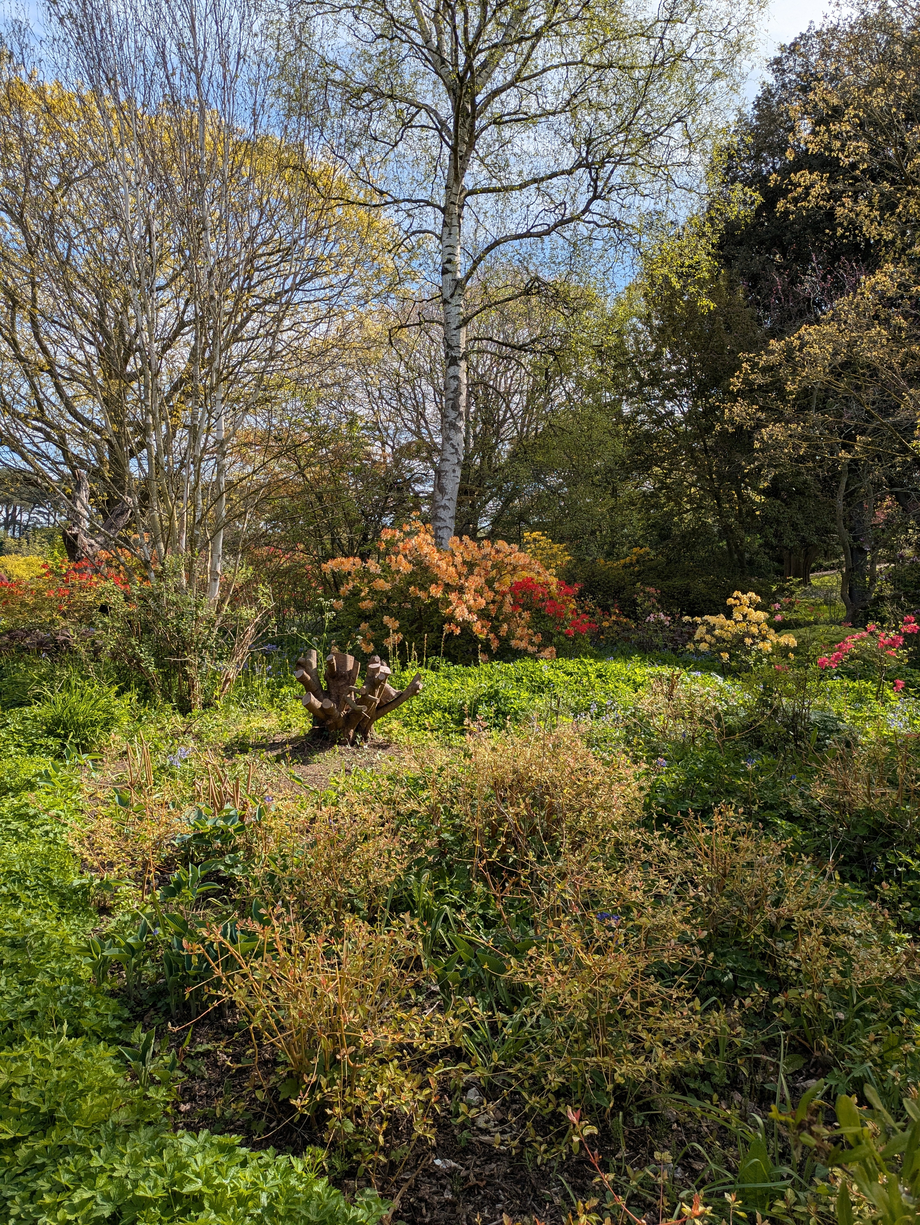 A lush garden scene features an array of vibrant foliage and colorful flowering bushes under the canopy of tall trees.