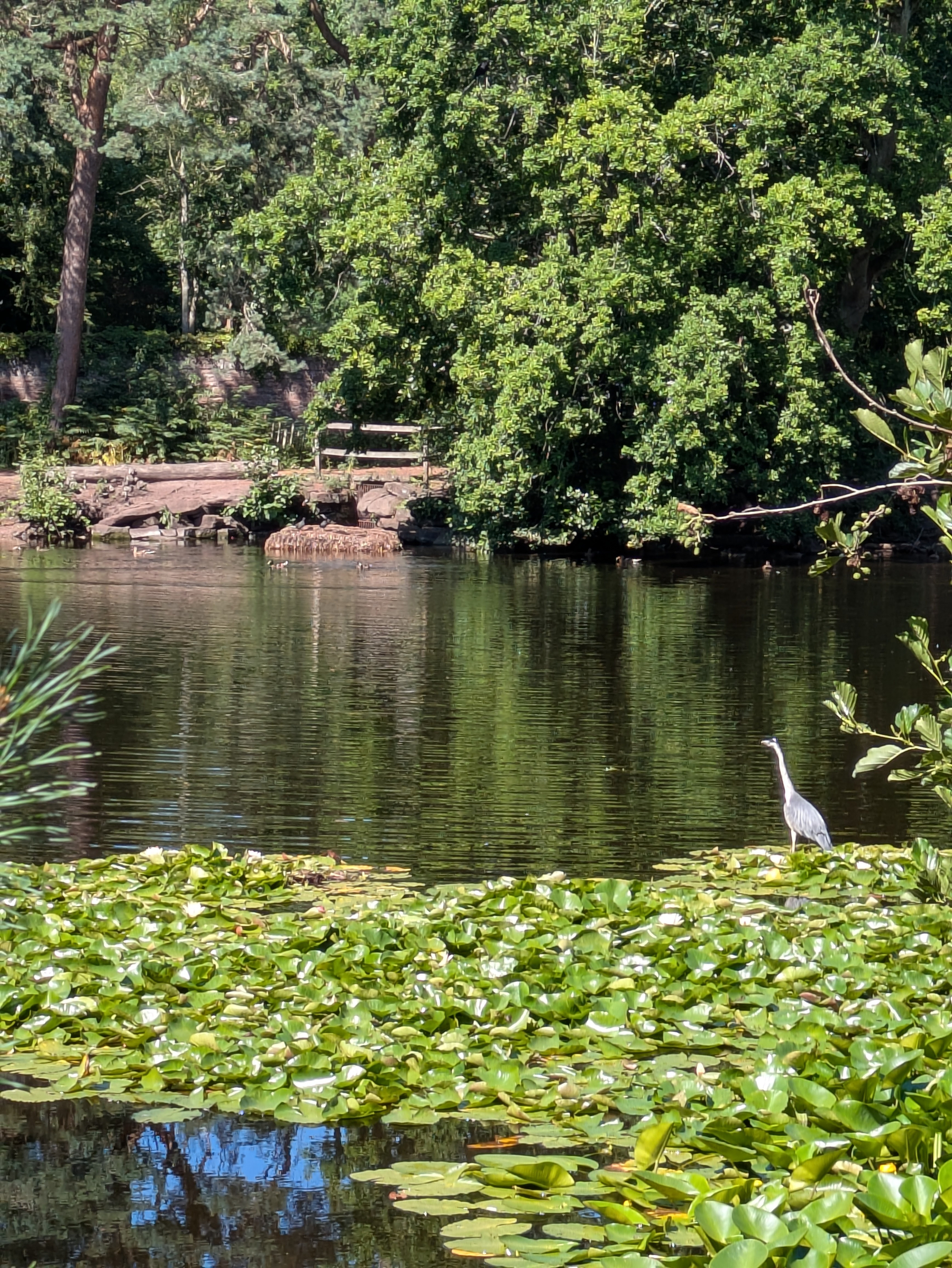 A tranquil pond surrounded by lush greenery features a heron standing among lily pads near the water's edge.