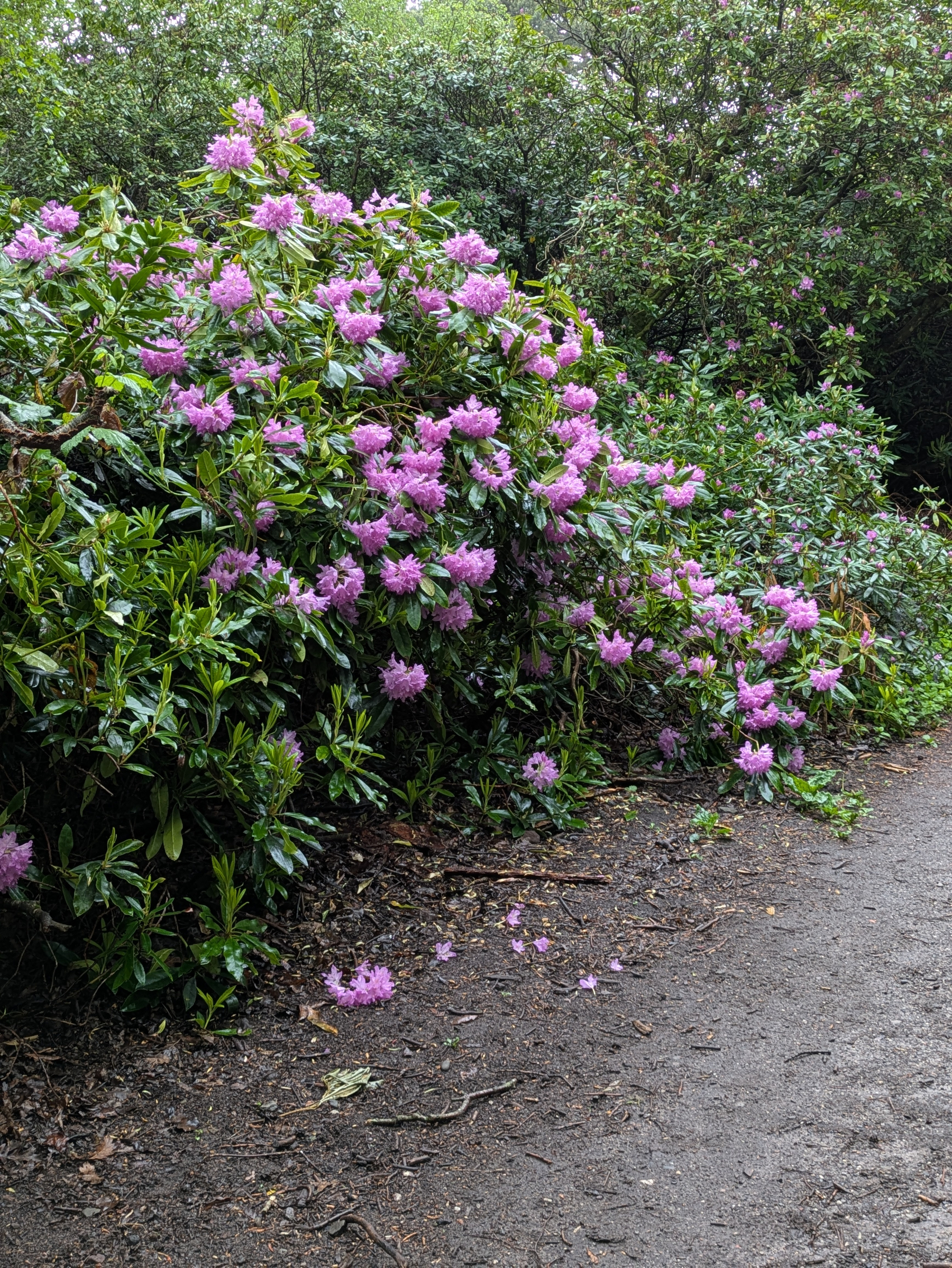 A pathway winds through a lush garden featuring vibrant pinkish-purple flowering bushes.