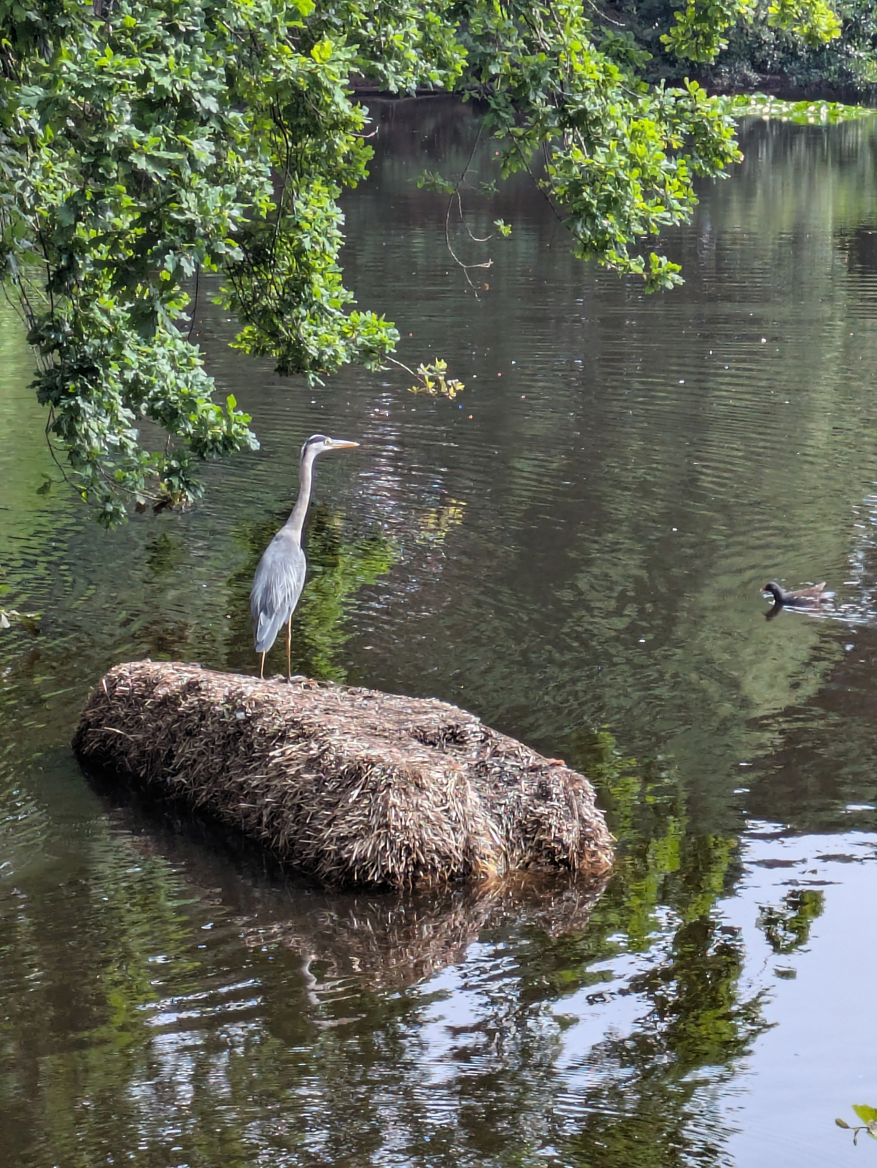 A heron stands on a hay bale in a calm, tree-lined body of water with a duck swimming nearby.