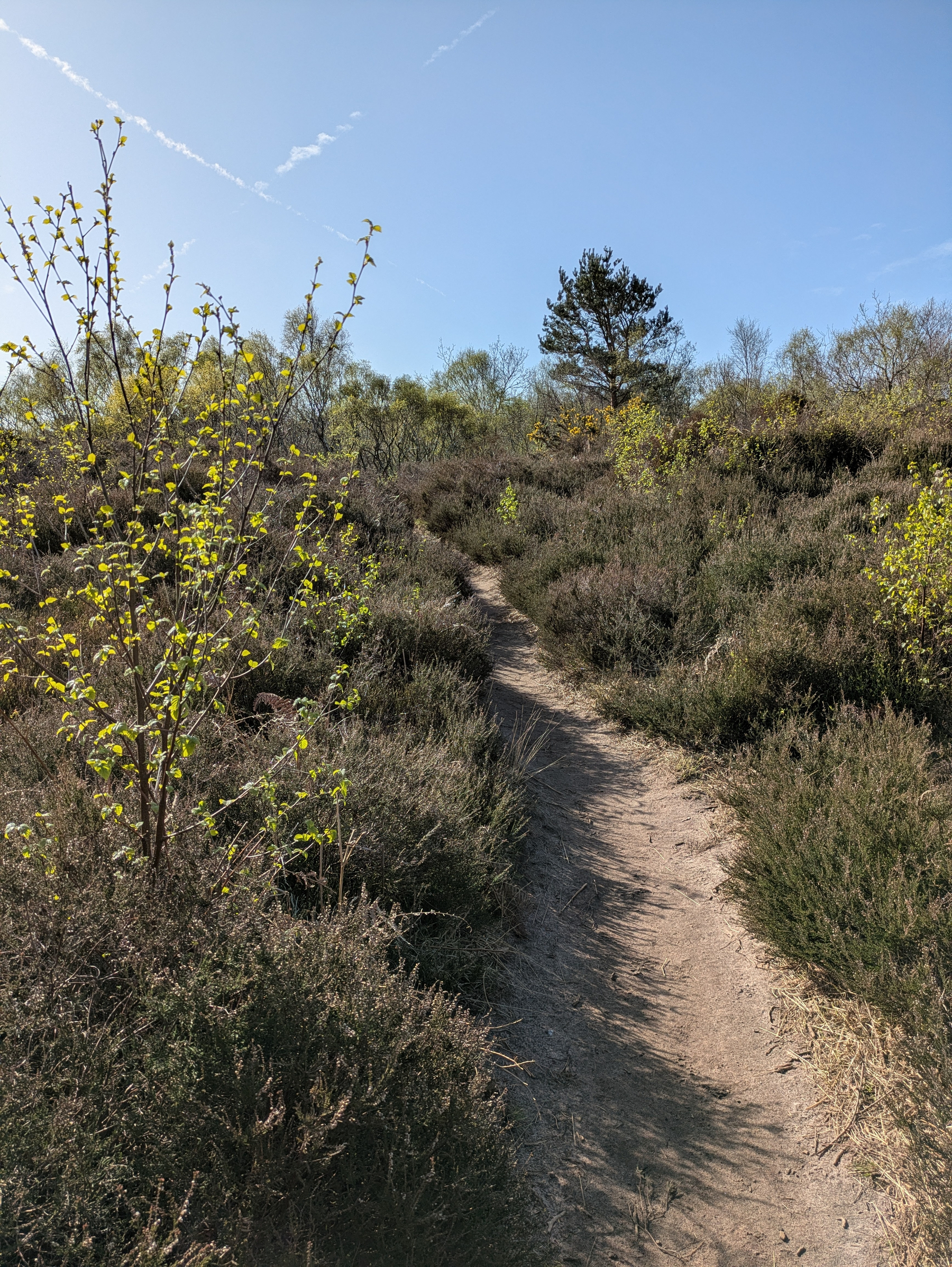 A narrow dirt path winds its way through a natural landscape of shrubs and young trees under a clear blue sky.