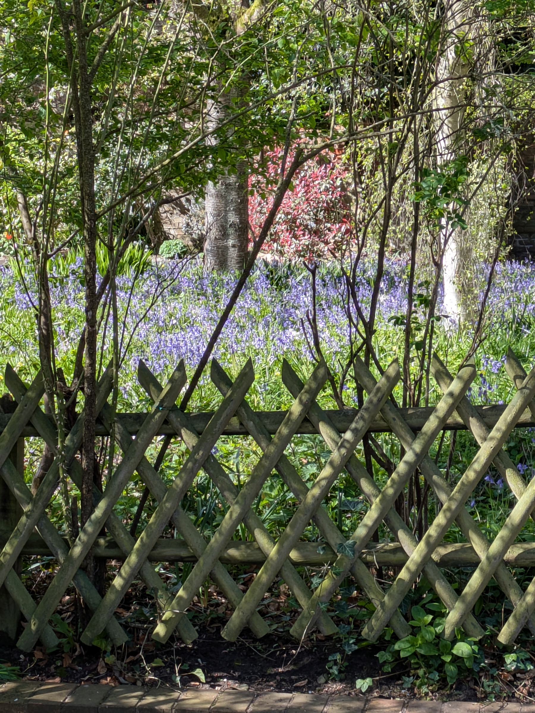A lush garden with a rustic wooden fence features blooming purple flowers and greenery.