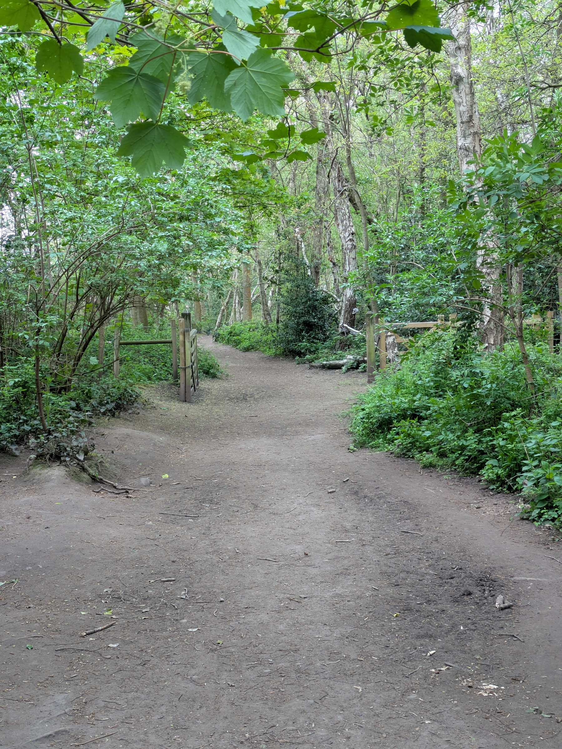 A dirt path winds through a lush, green forest with overhanging trees and dense vegetation.