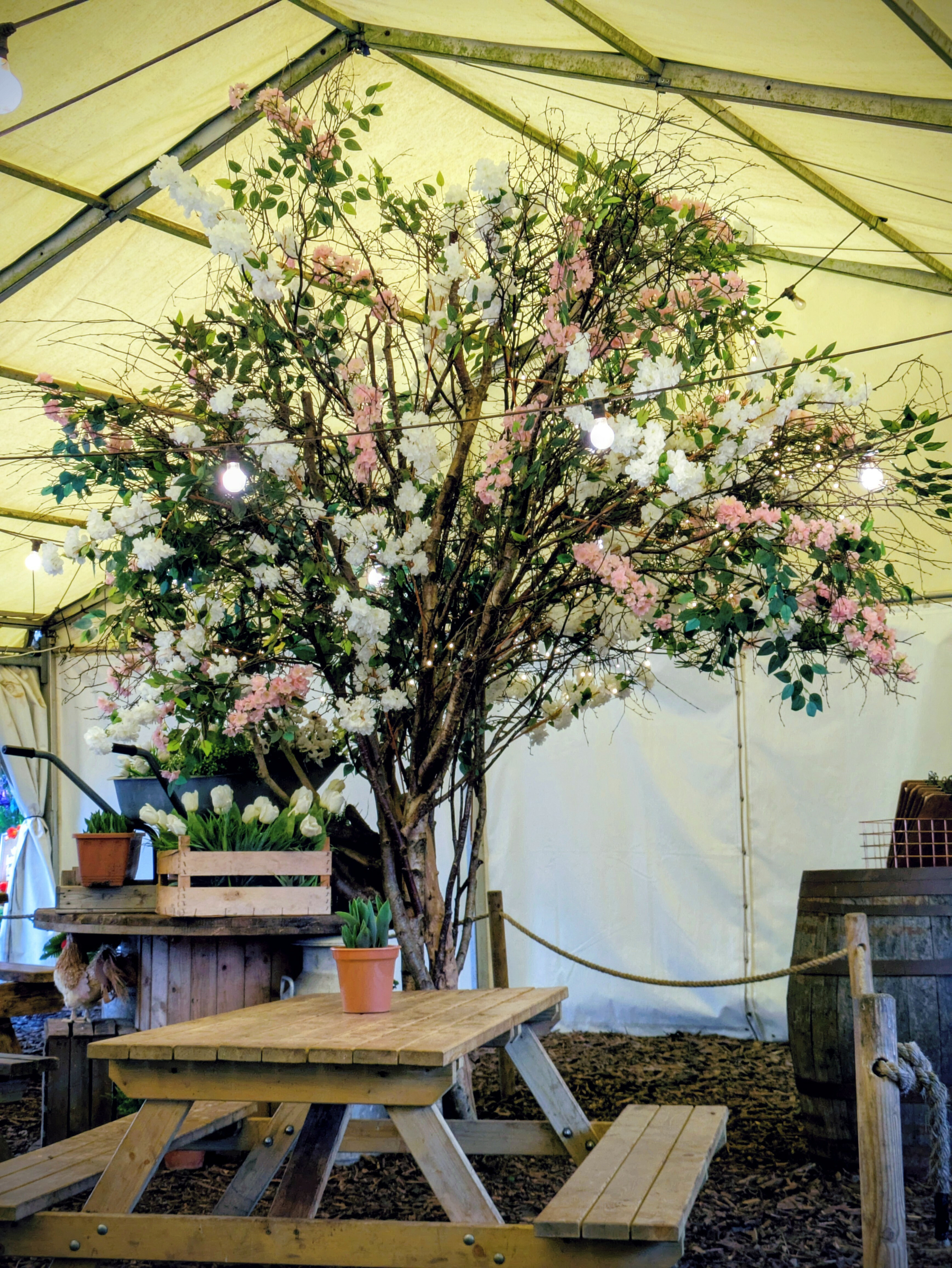 A large, flowering tree adorned with pink and white blossoms stands inside a tent next to a wooden picnic table and potted plants.